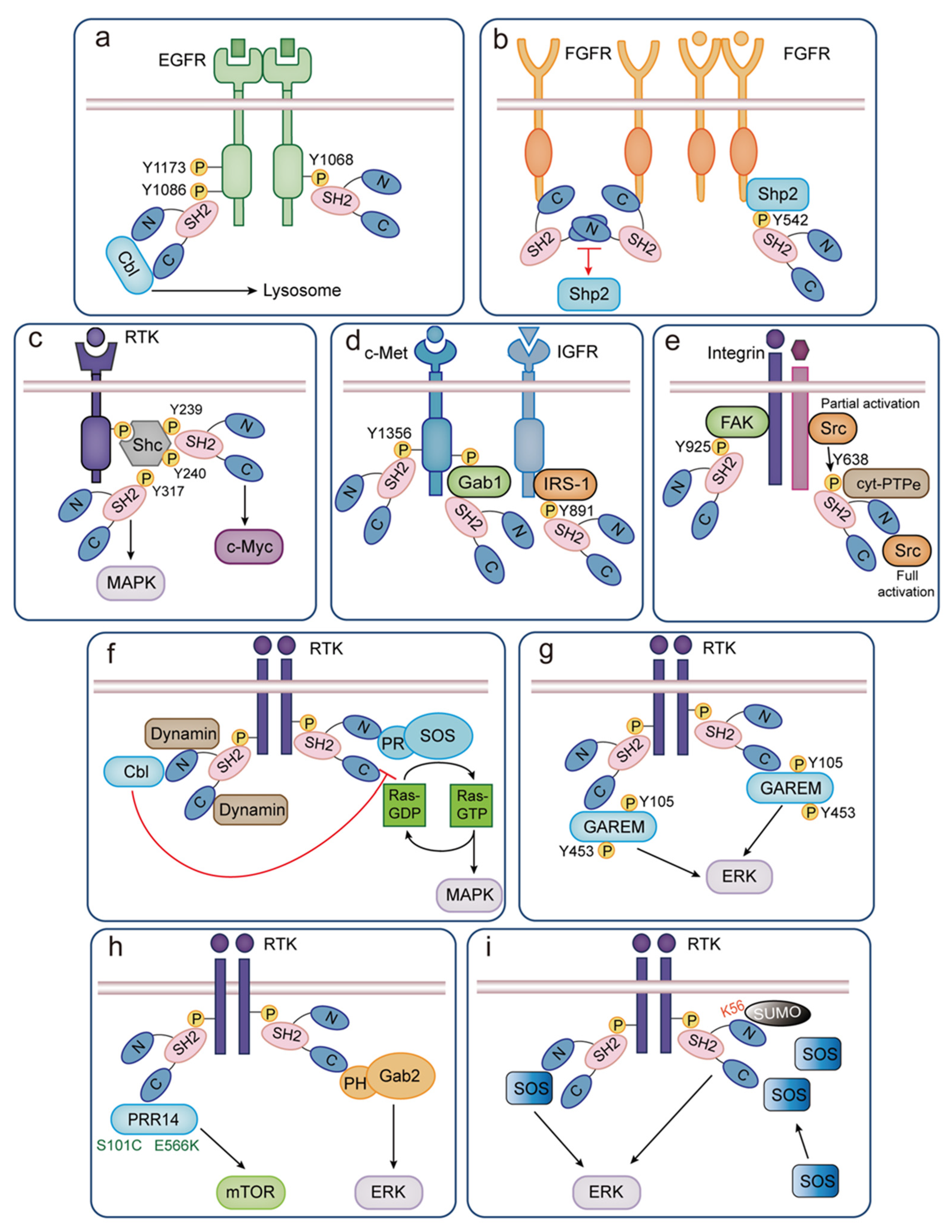 Biomolecules 14 00259 g004