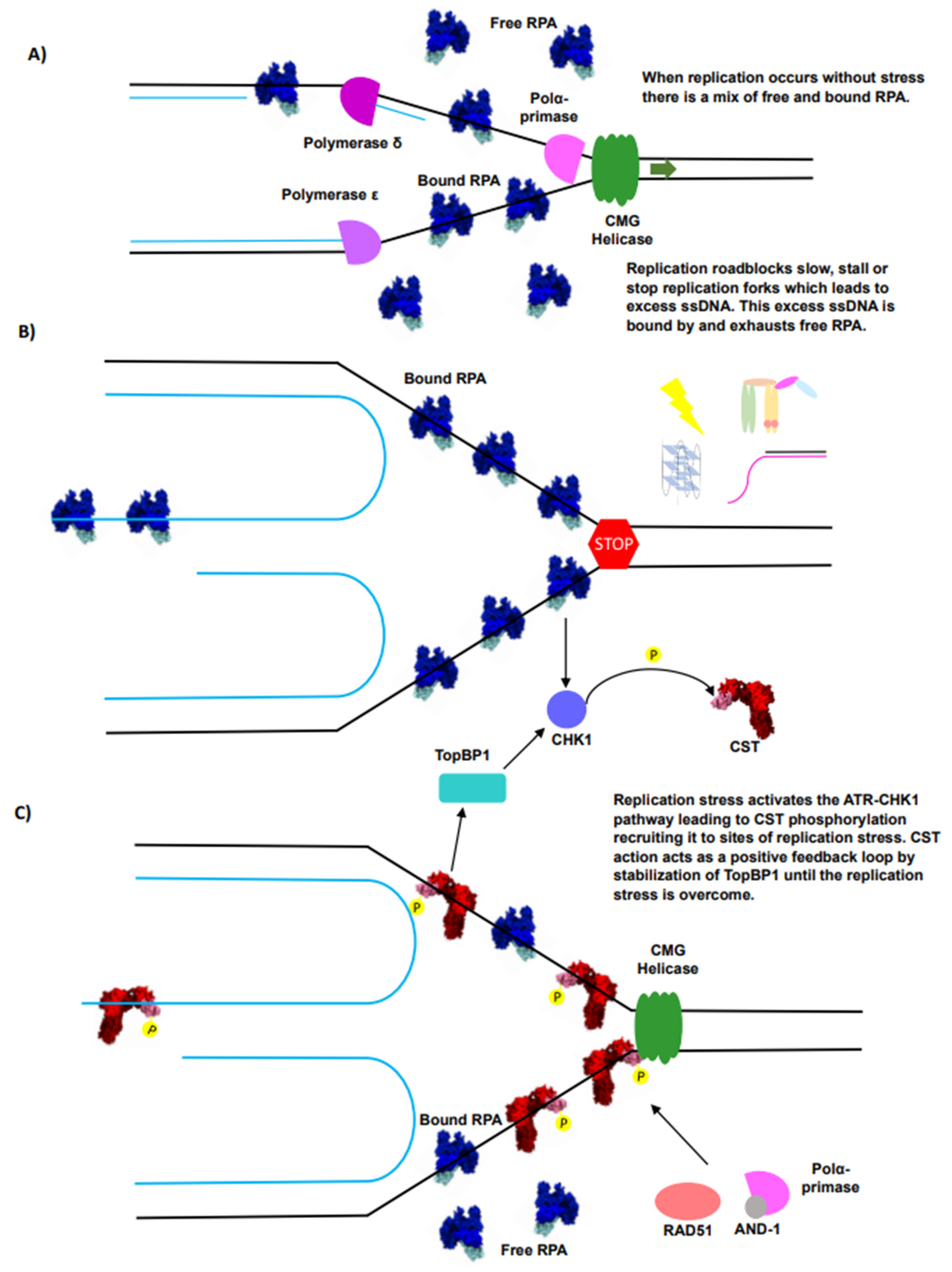 Biomolecules 14 00263 g004