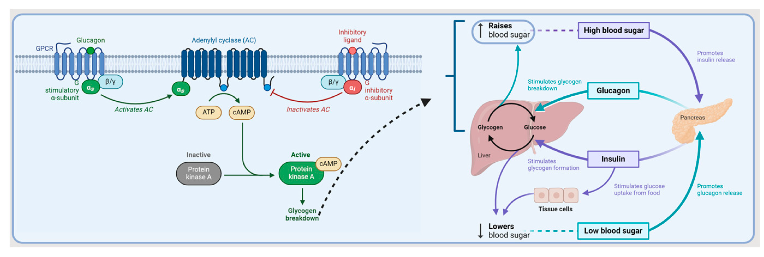 Biomolecules 14 00264 g010