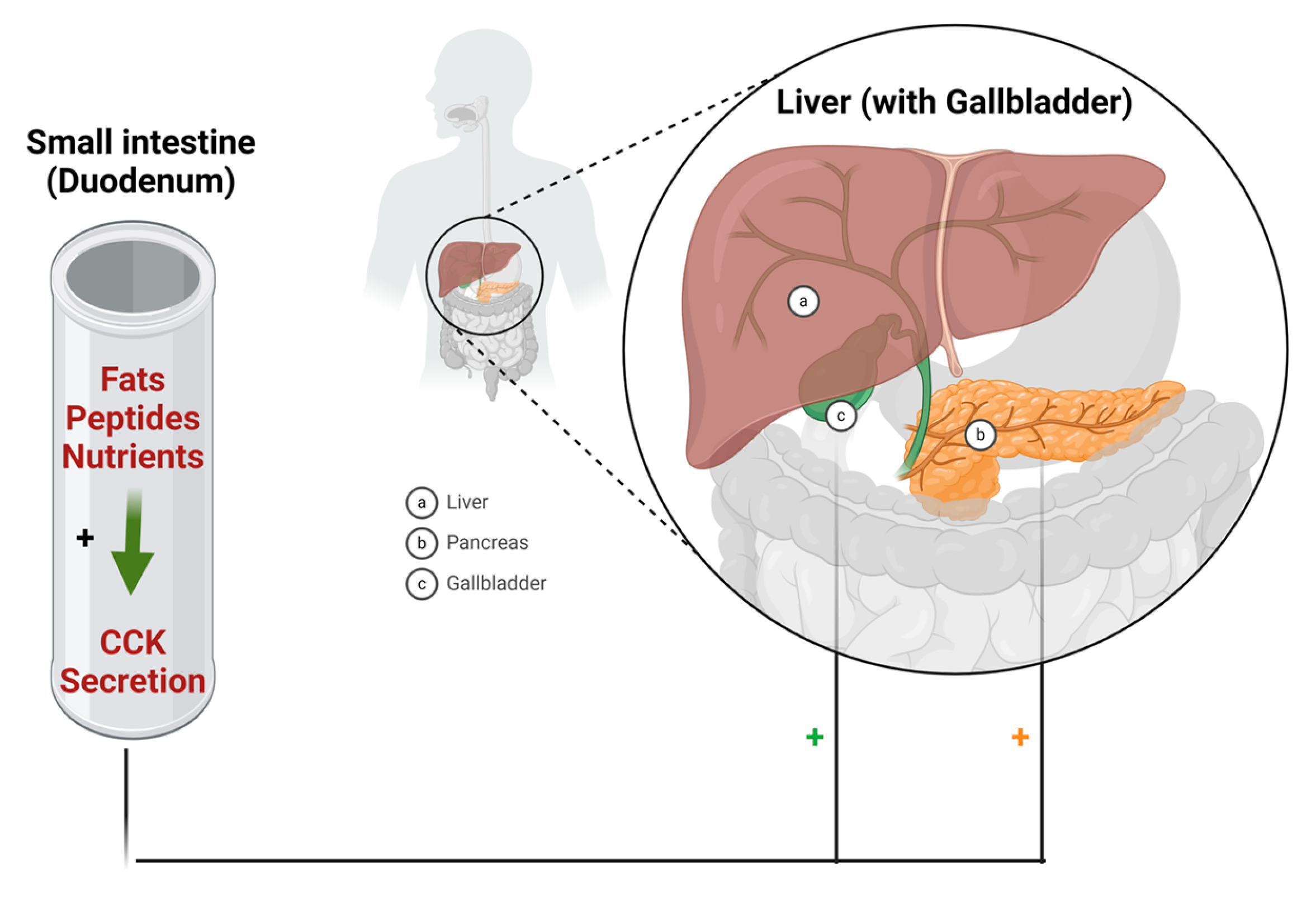 Biomolecules 14 00264 g033