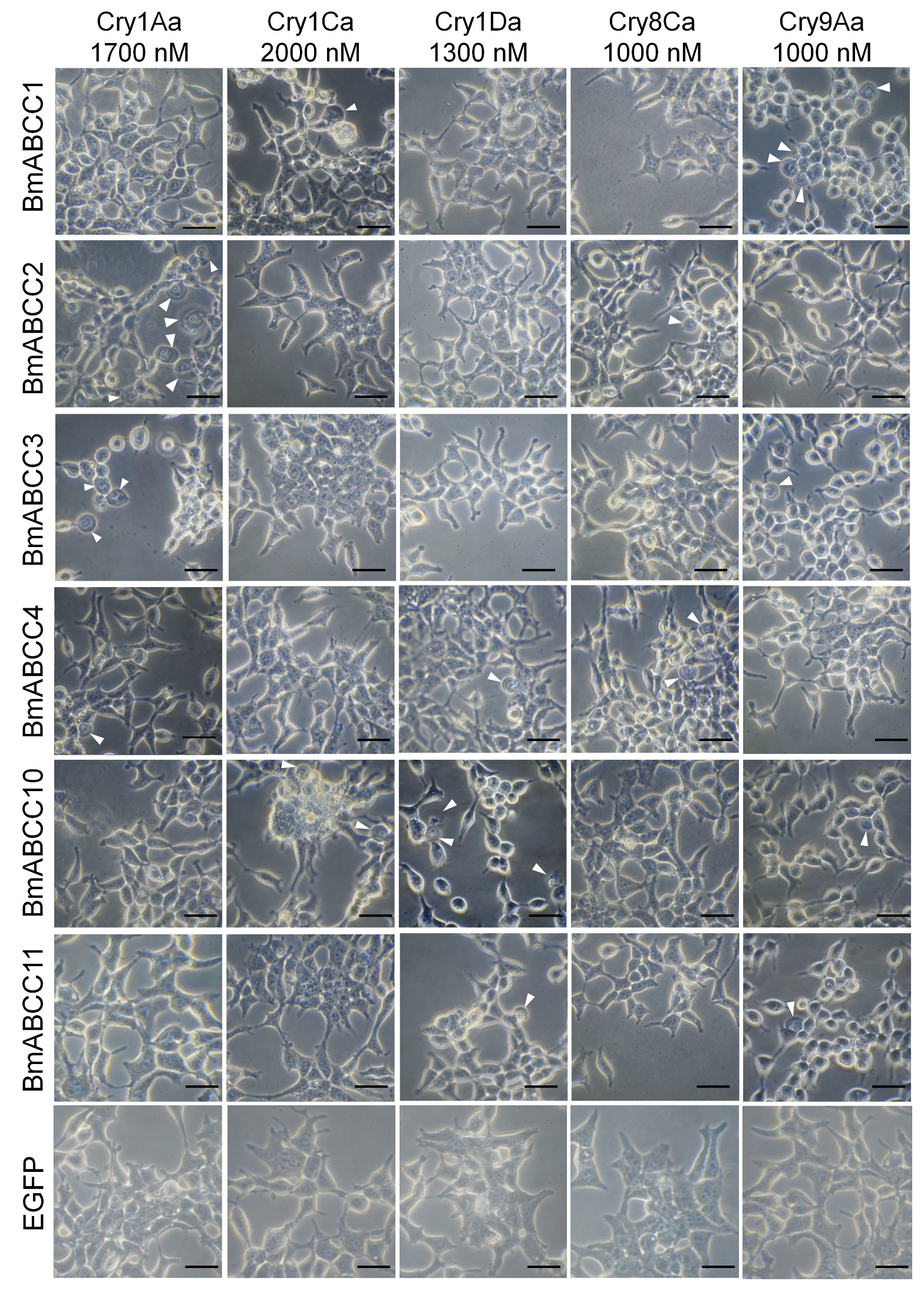 Biomolecules 14 00271 g002