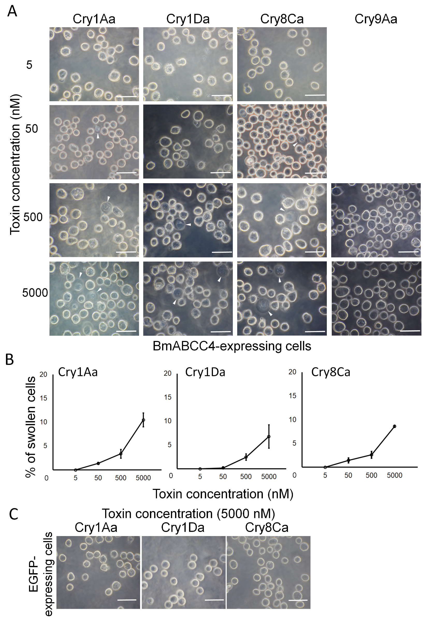 Biomolecules 14 00271 g004