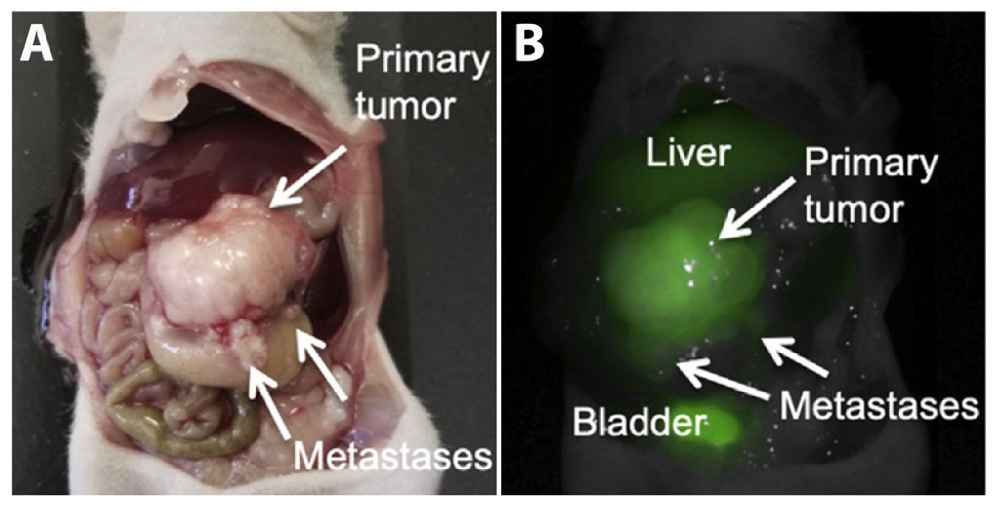 Biomolecules 14 00272 g002 Biomolecules 14 00272 g002