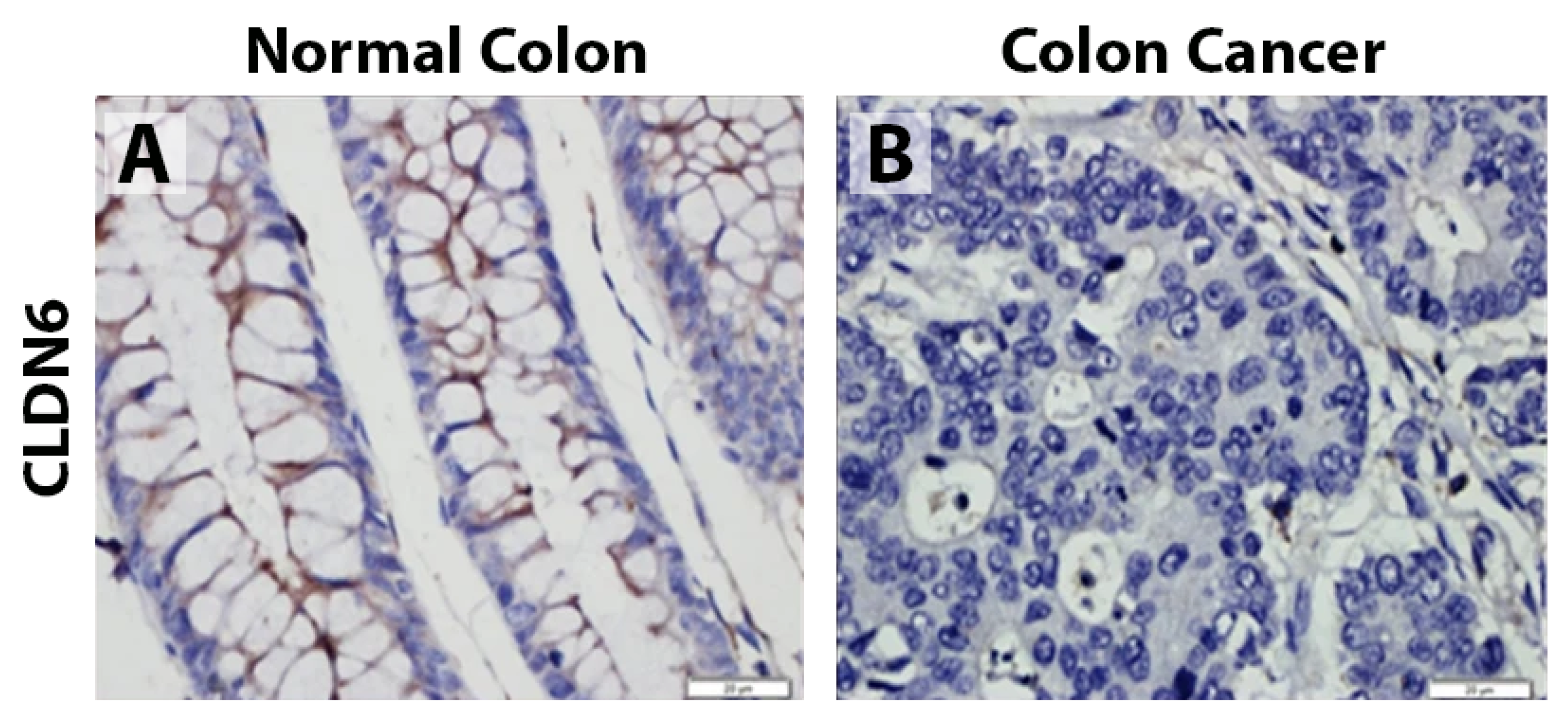 Biomolecules 14 00272 g005 Biomolecules 14 00272 g005