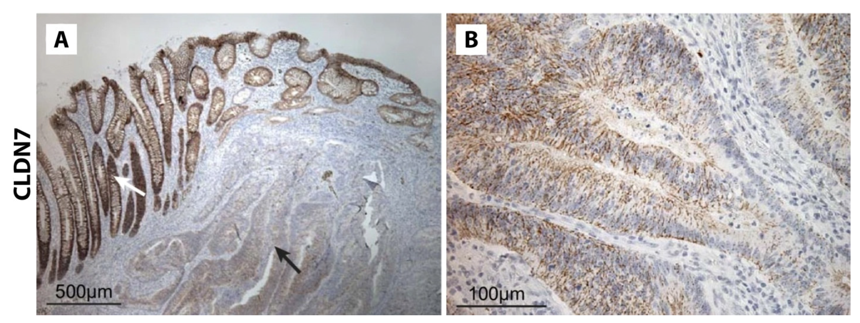 Biomolecules 14 00272 g006 Biomolecules 14 00272 g006