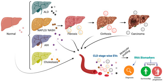 Extracellular Vesicles as Delivery Vehicles for Non-Coding