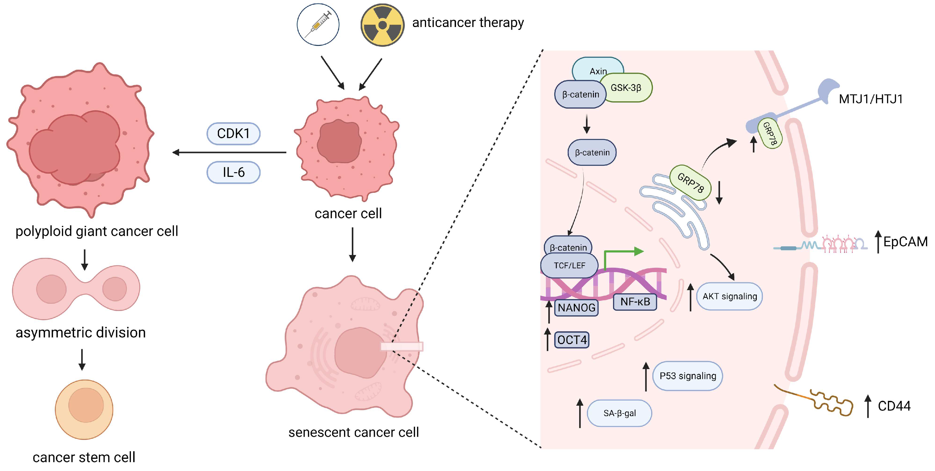 Senescence Promotes the Recovery of Stemness among Cancer