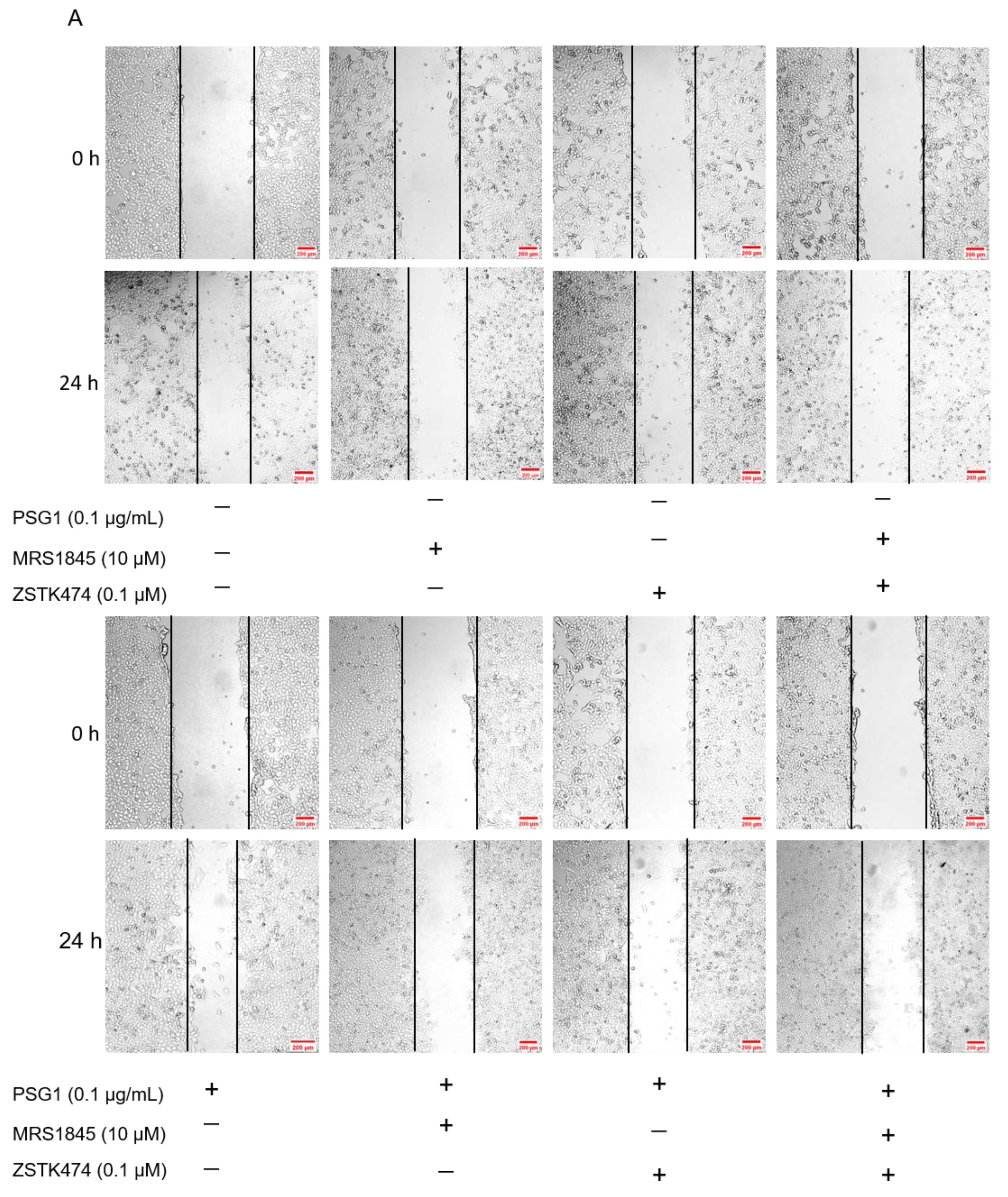 Biomolecules 14 00293 g006a