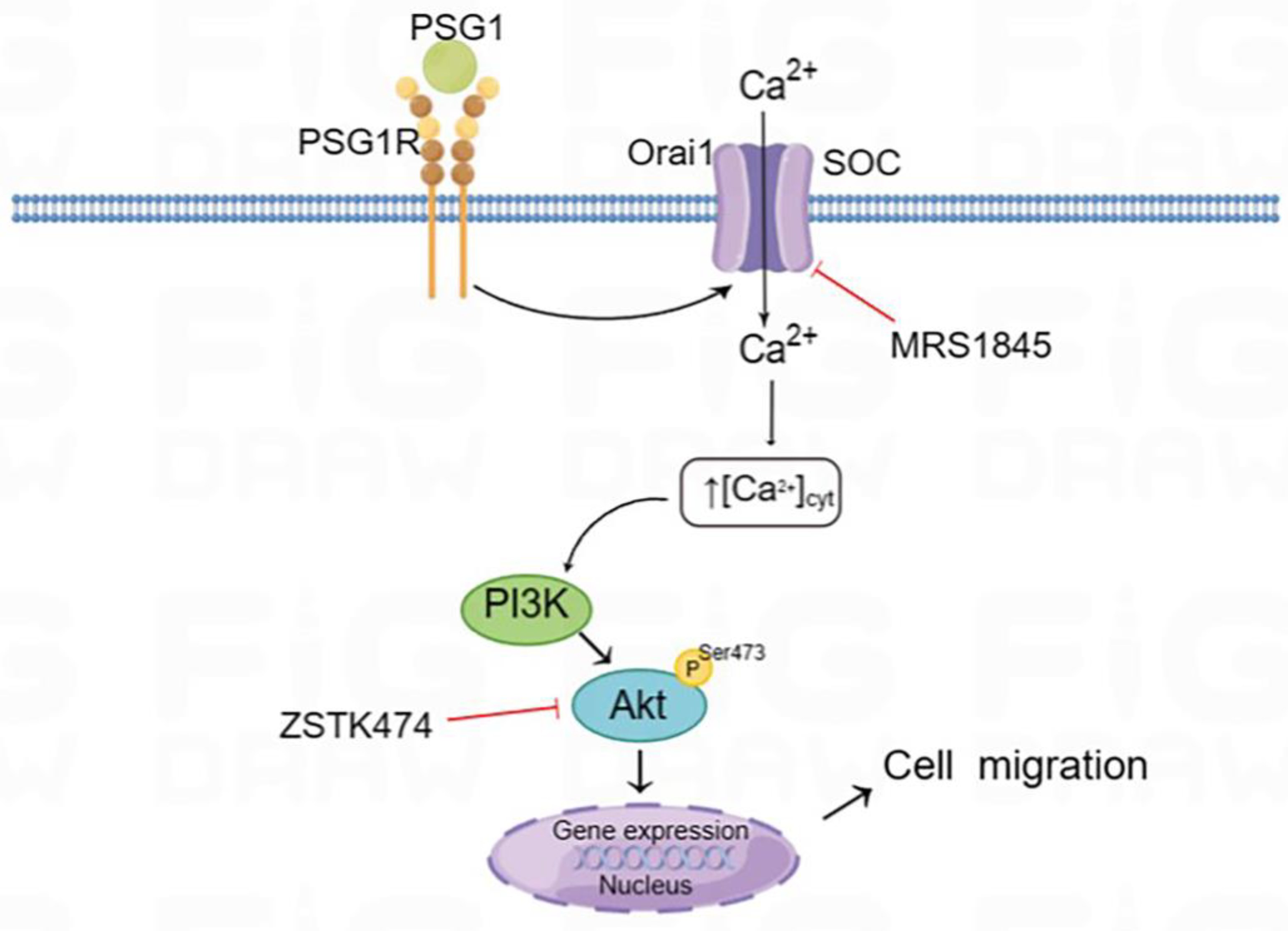 Biomolecules 14 00293 g007