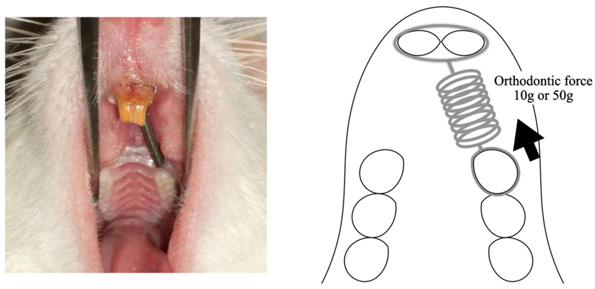 Biomolecules 14 00300 g001