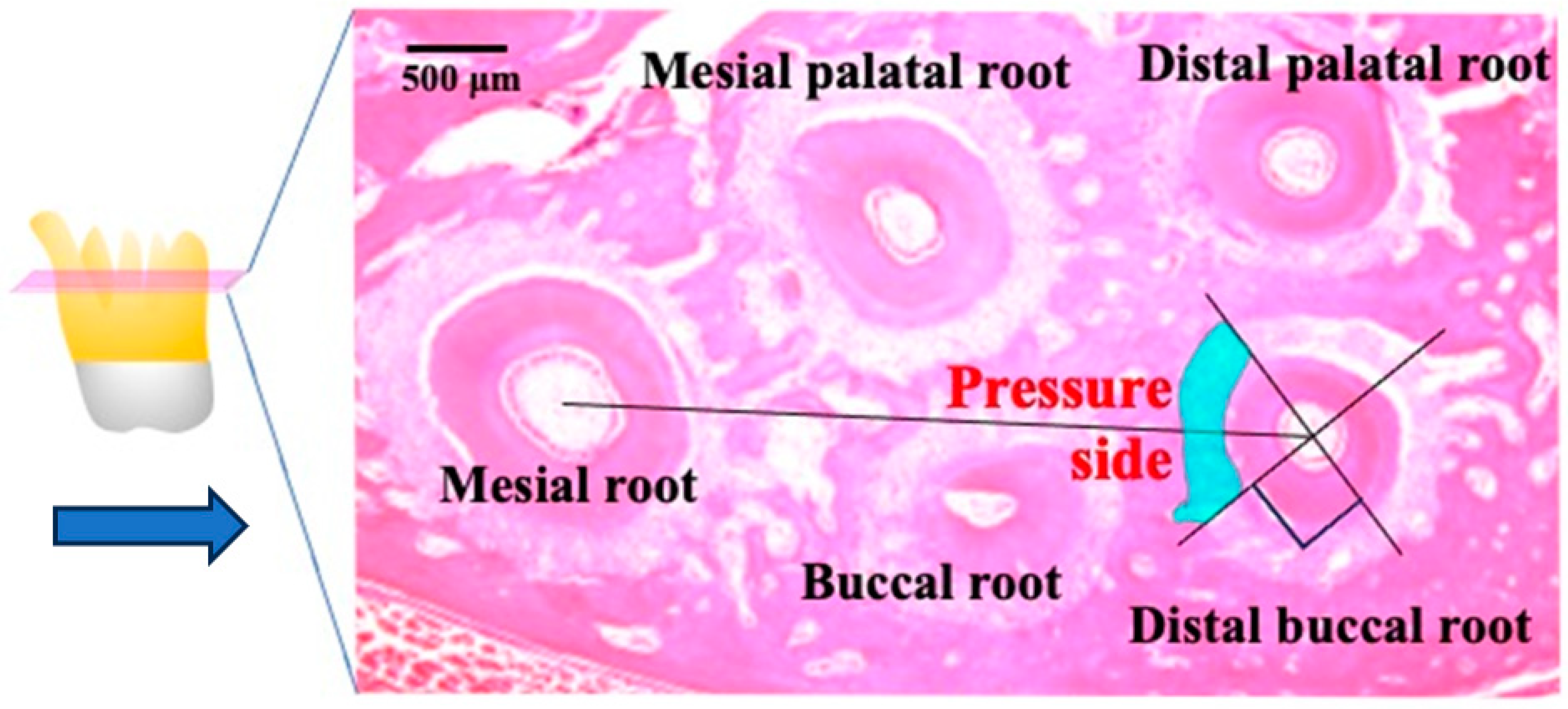 Biomolecules 14 00300 g003