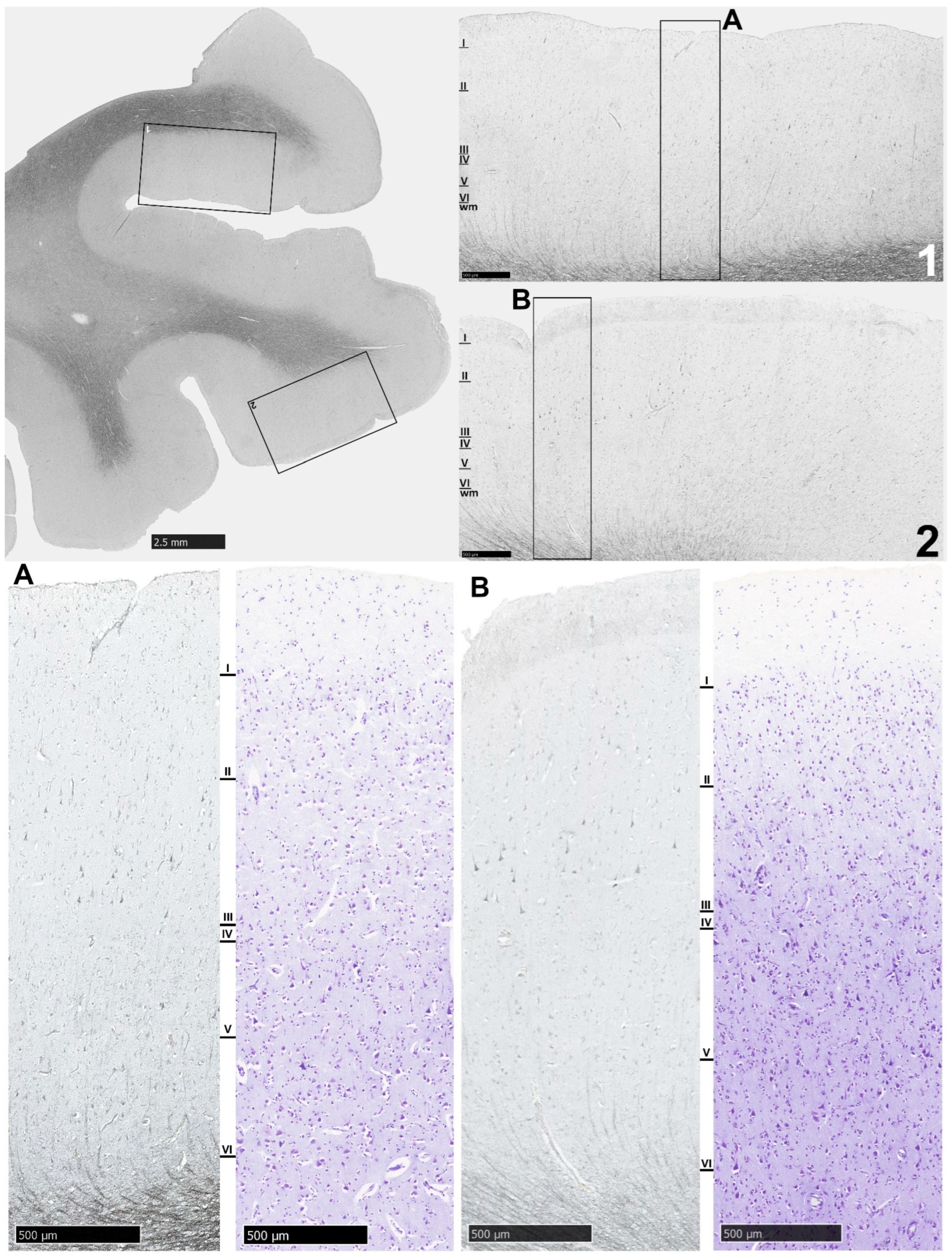 Biomolecules 14 00302 g003 Biomolecules 14 00302 g003