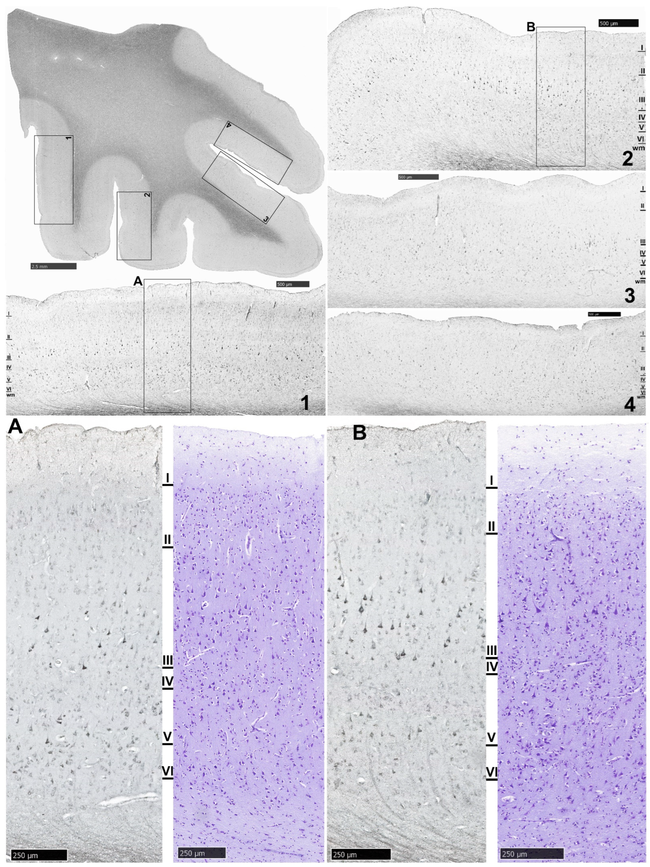 Biomolecules 14 00302 g004 Biomolecules 14 00302 g004