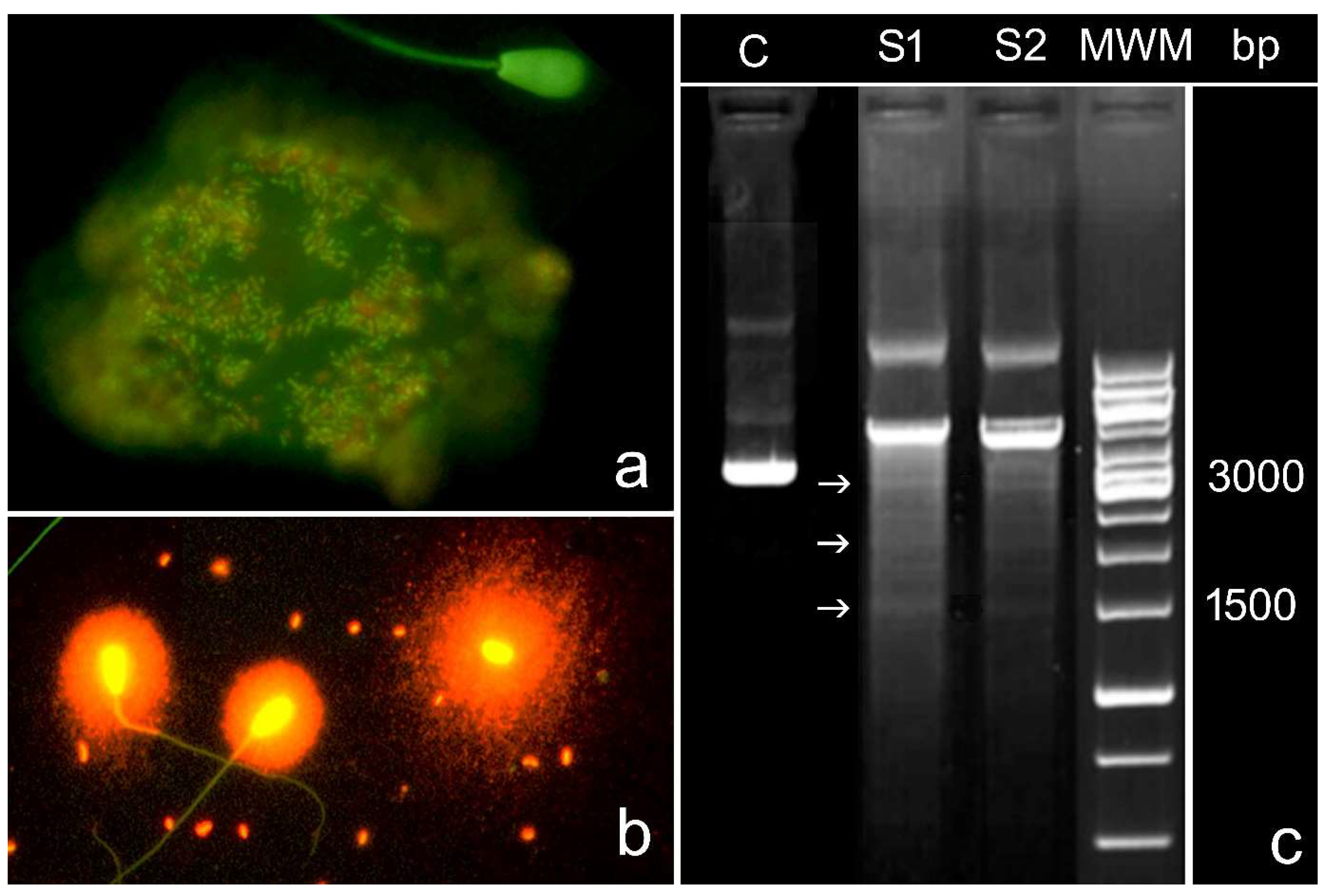 Biomolecules 14 00304 g003 Biomolecules 14 00304 g003