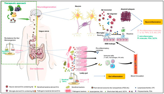 Biomolecules | Free Full-Text | Emerging Roles of Extracelluar Vesicles ...