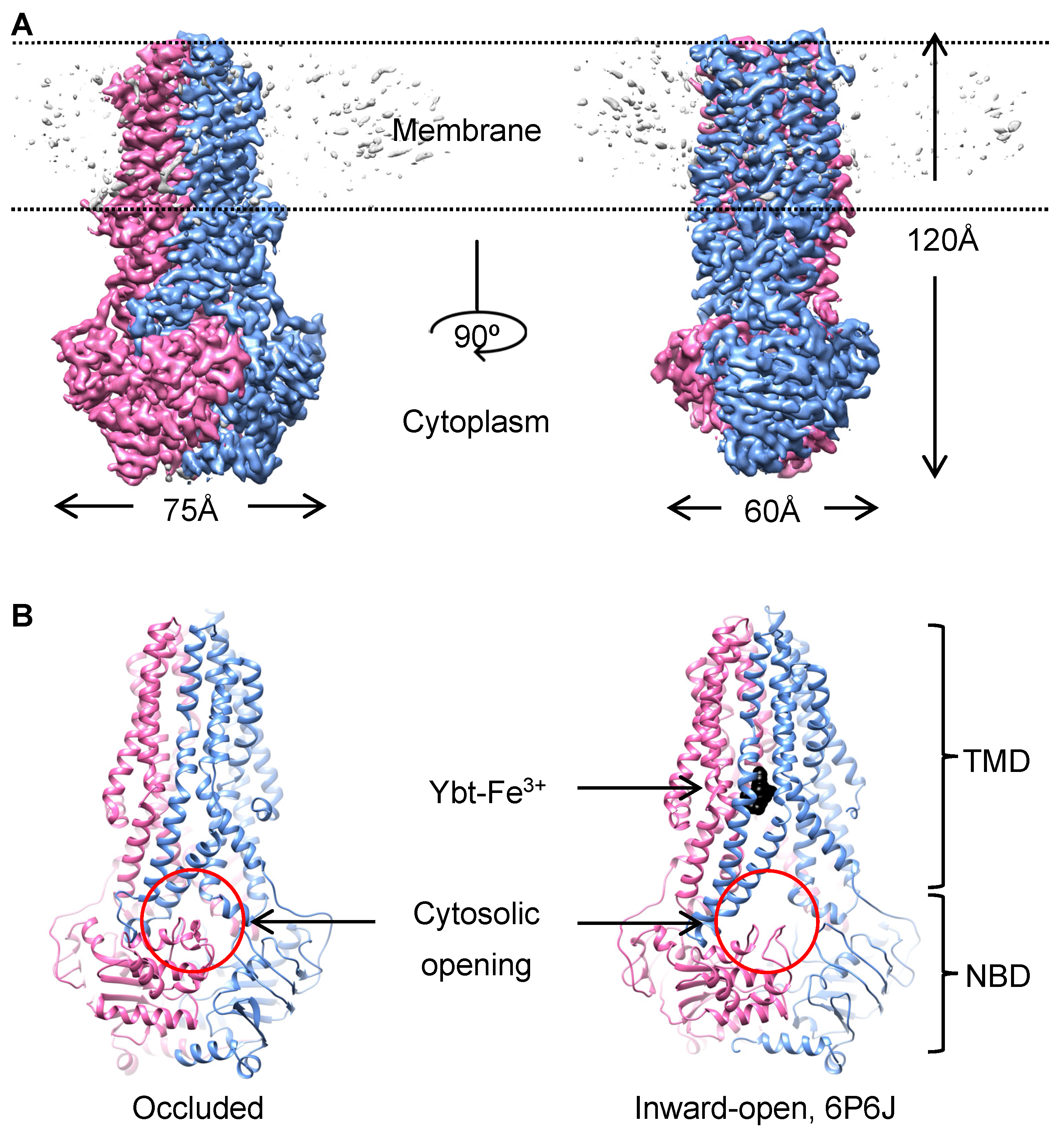 Biomolecules 14 00322 g001