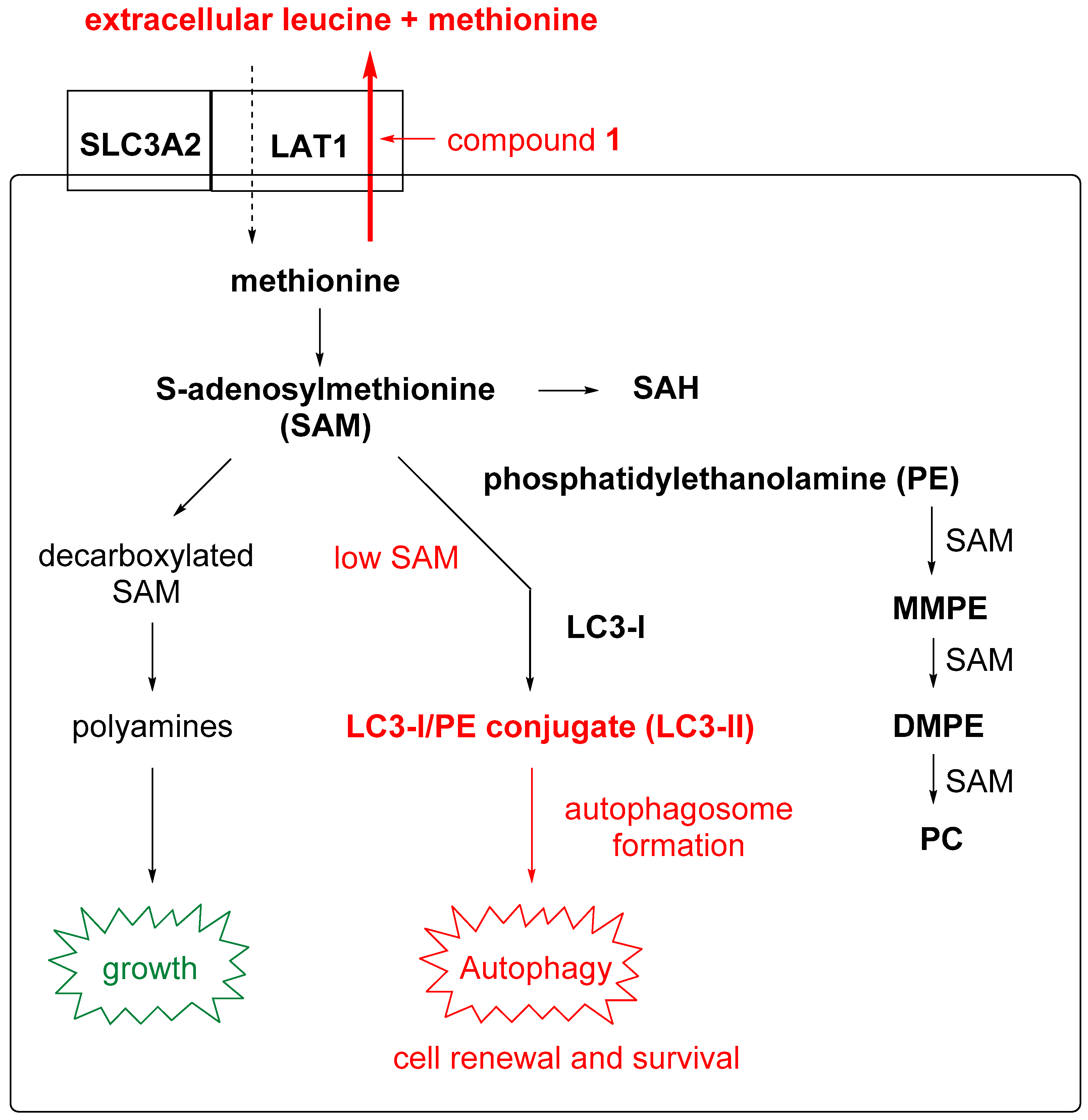 Biomolecules 14 00326 g008