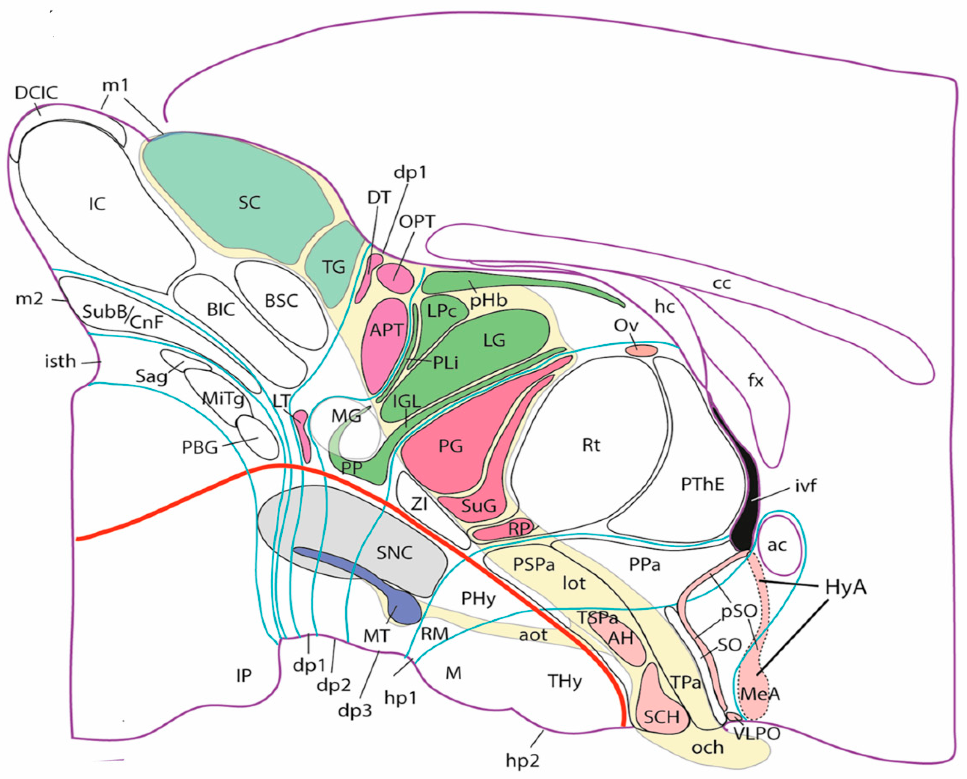 Biomolecules 14 00331 g005