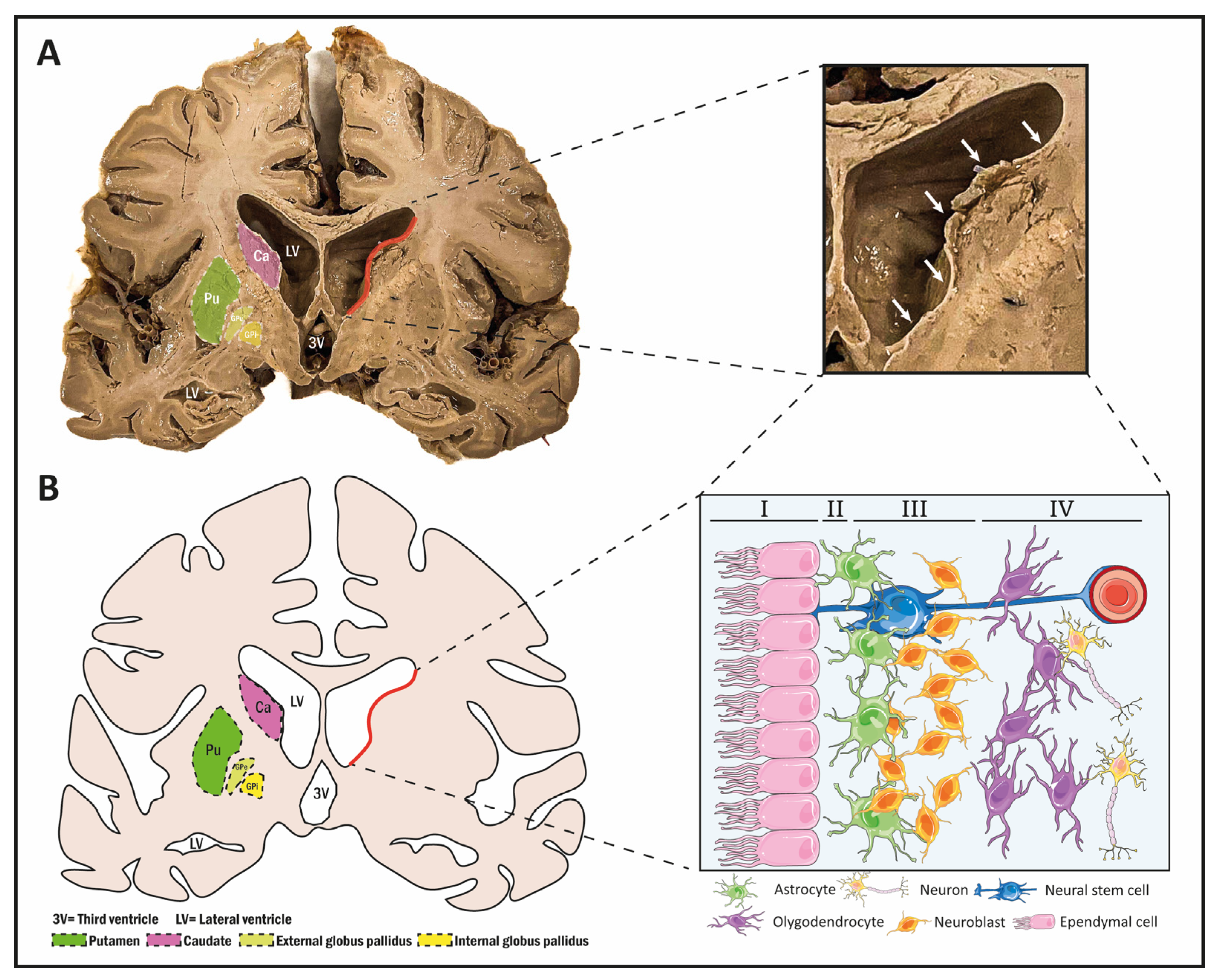 Biomolecules 14 00335 g001 Biomolecules 14 00335 g001