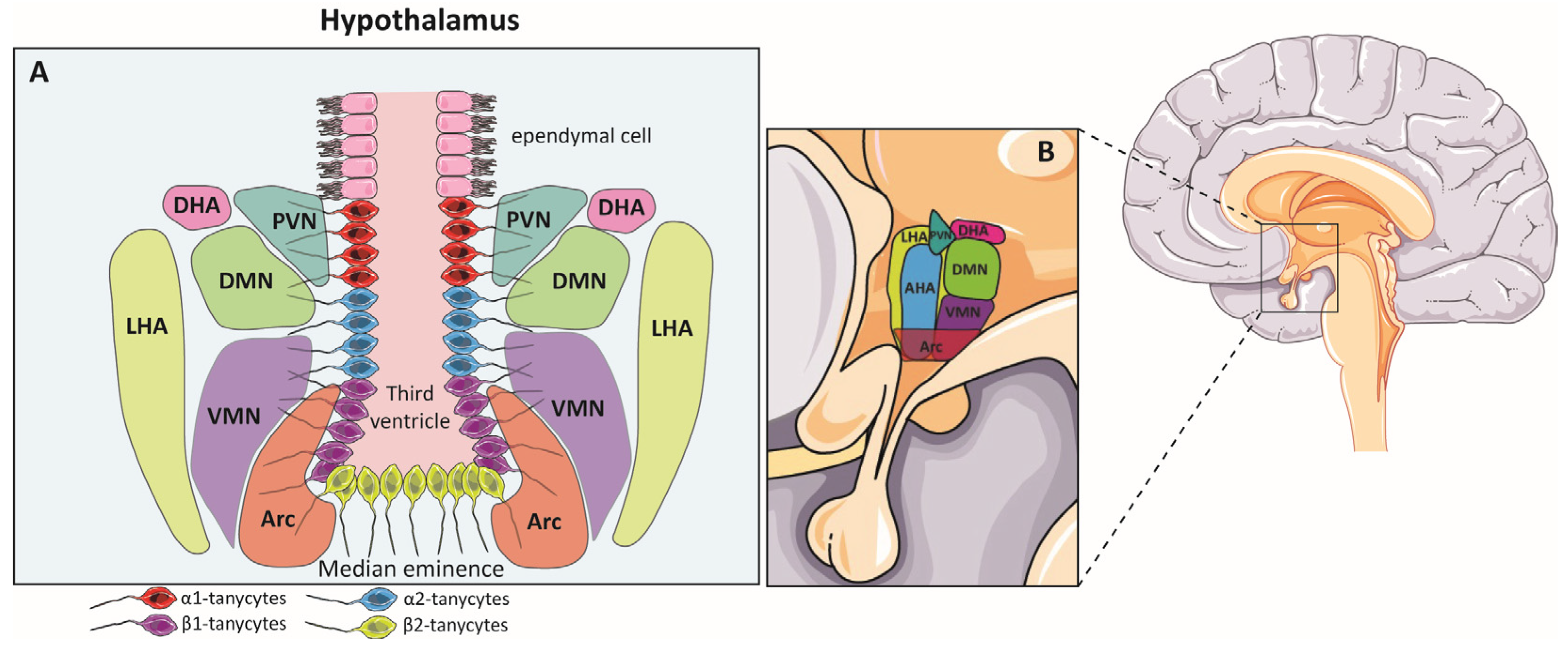 Biomolecules 14 00335 g004 Biomolecules 14 00335 g004