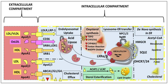 Bottlenecks in the Investigation of Retinal Sterol Homeostasis
