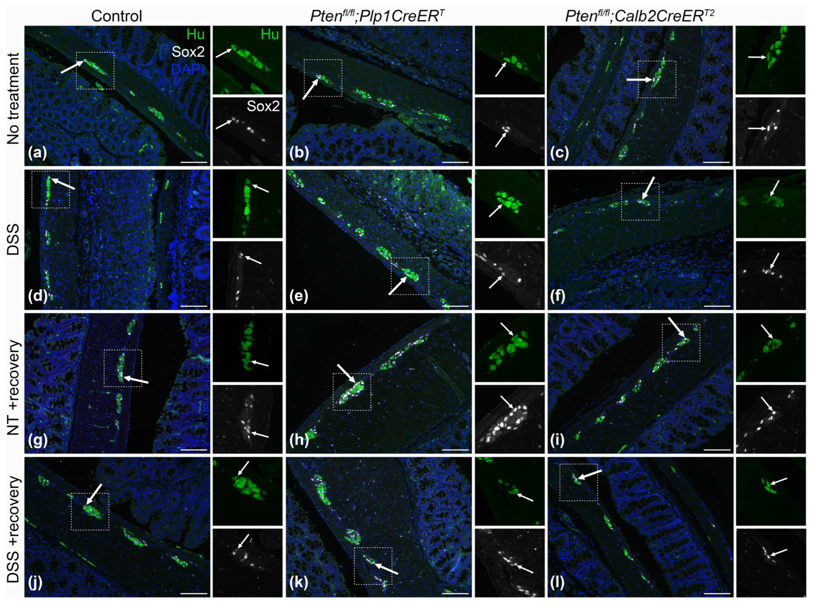 Biomolecules 14 00346 g008