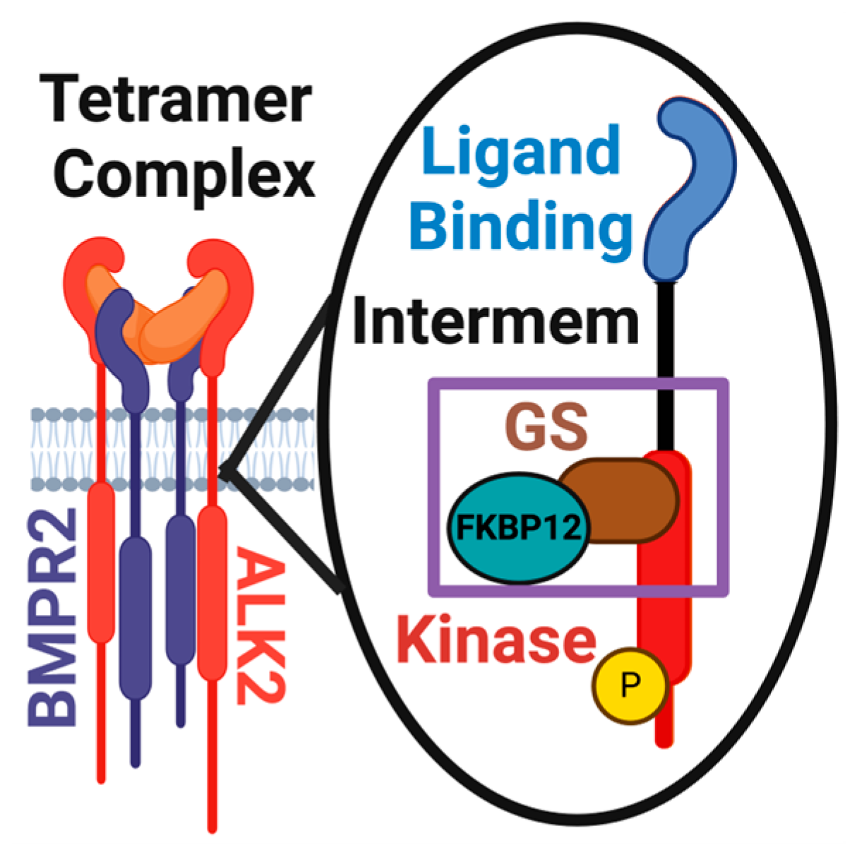 Biomolecules 14 00349 g001
