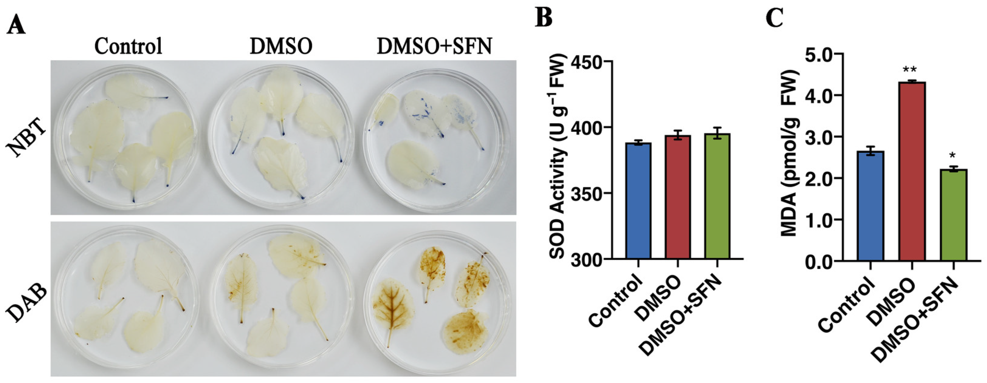 Biomolecules 14 00352 g008