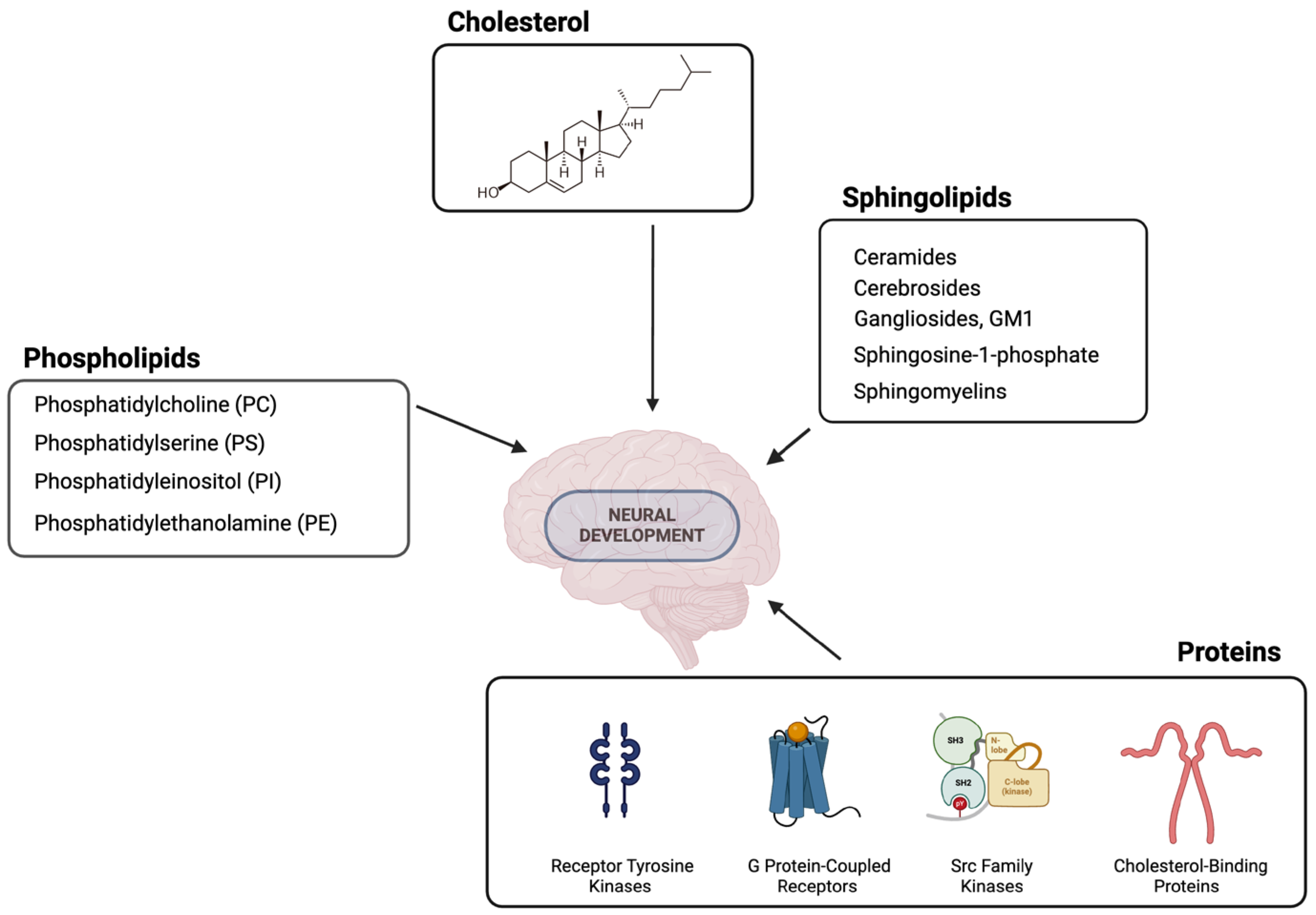 Biomolecules 14 00362 g001