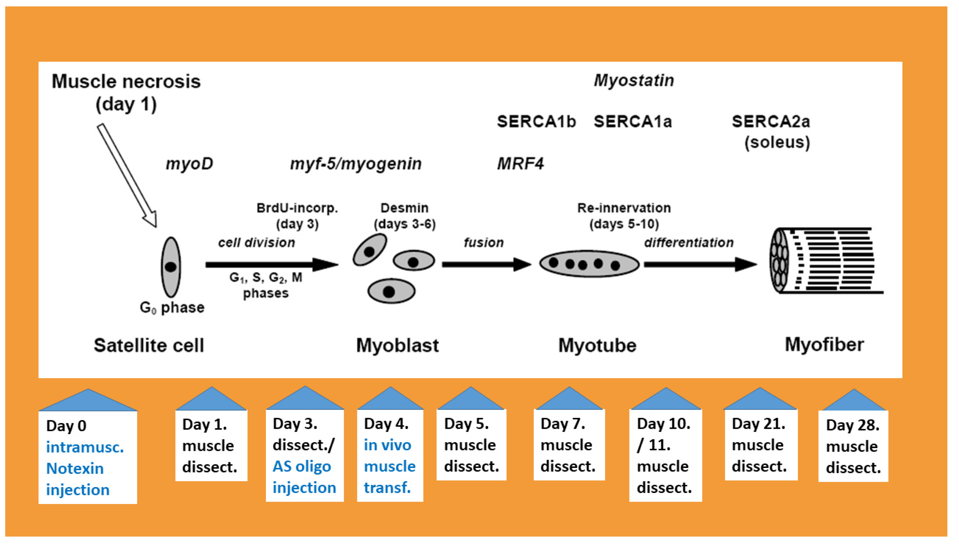 Biomolecules 14 00363 g001