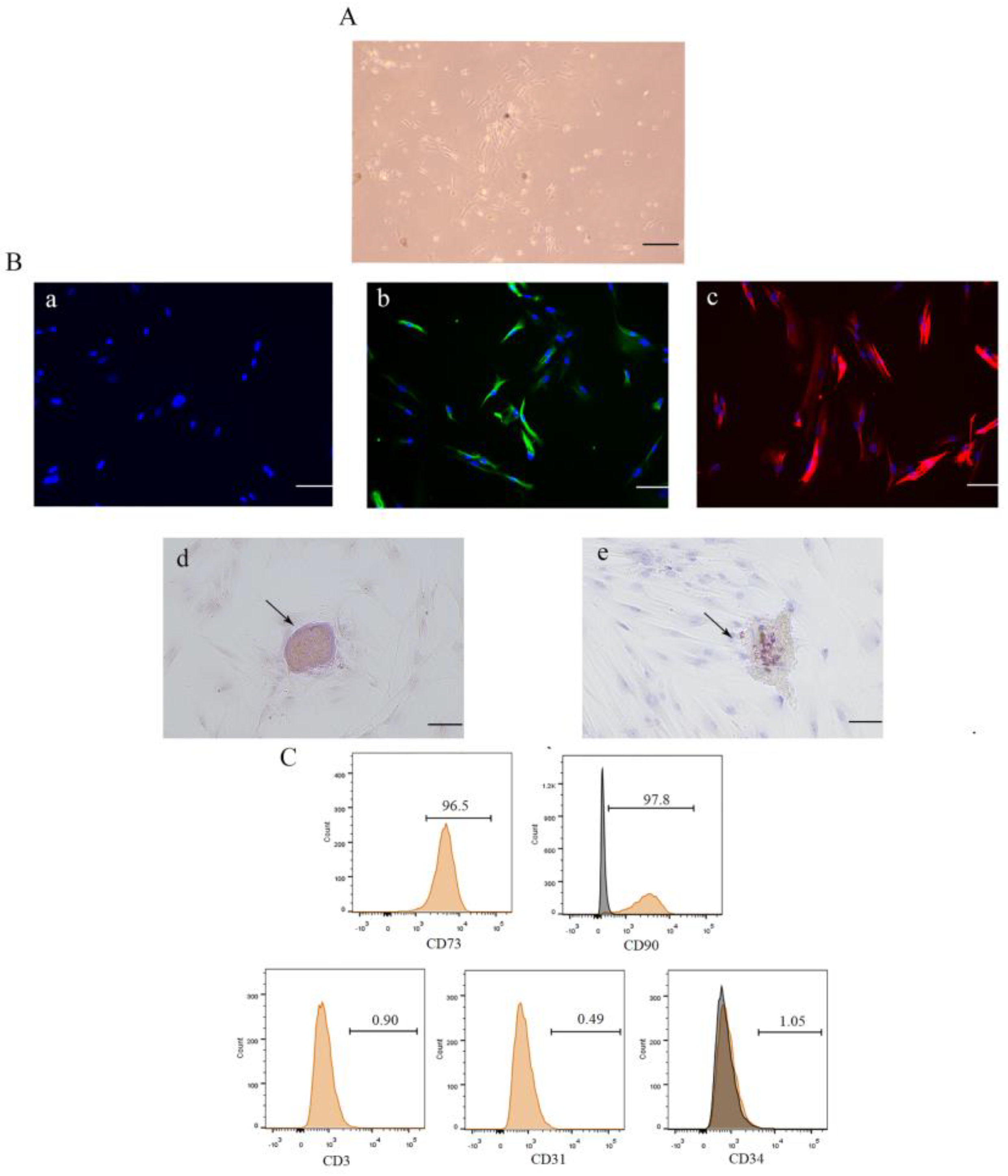 Biomolecules 14 00368 g001