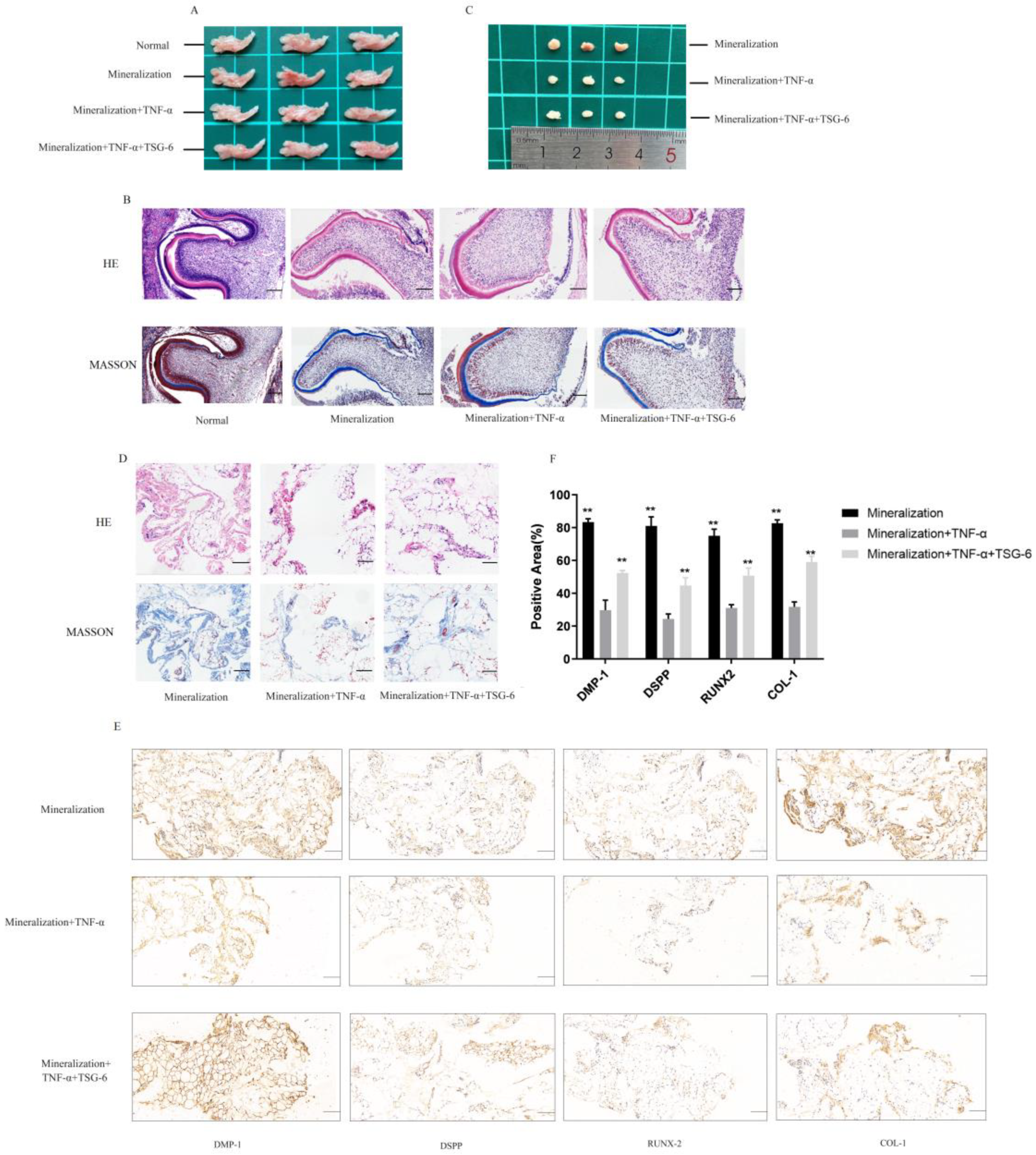 Biomolecules 14 00368 g005