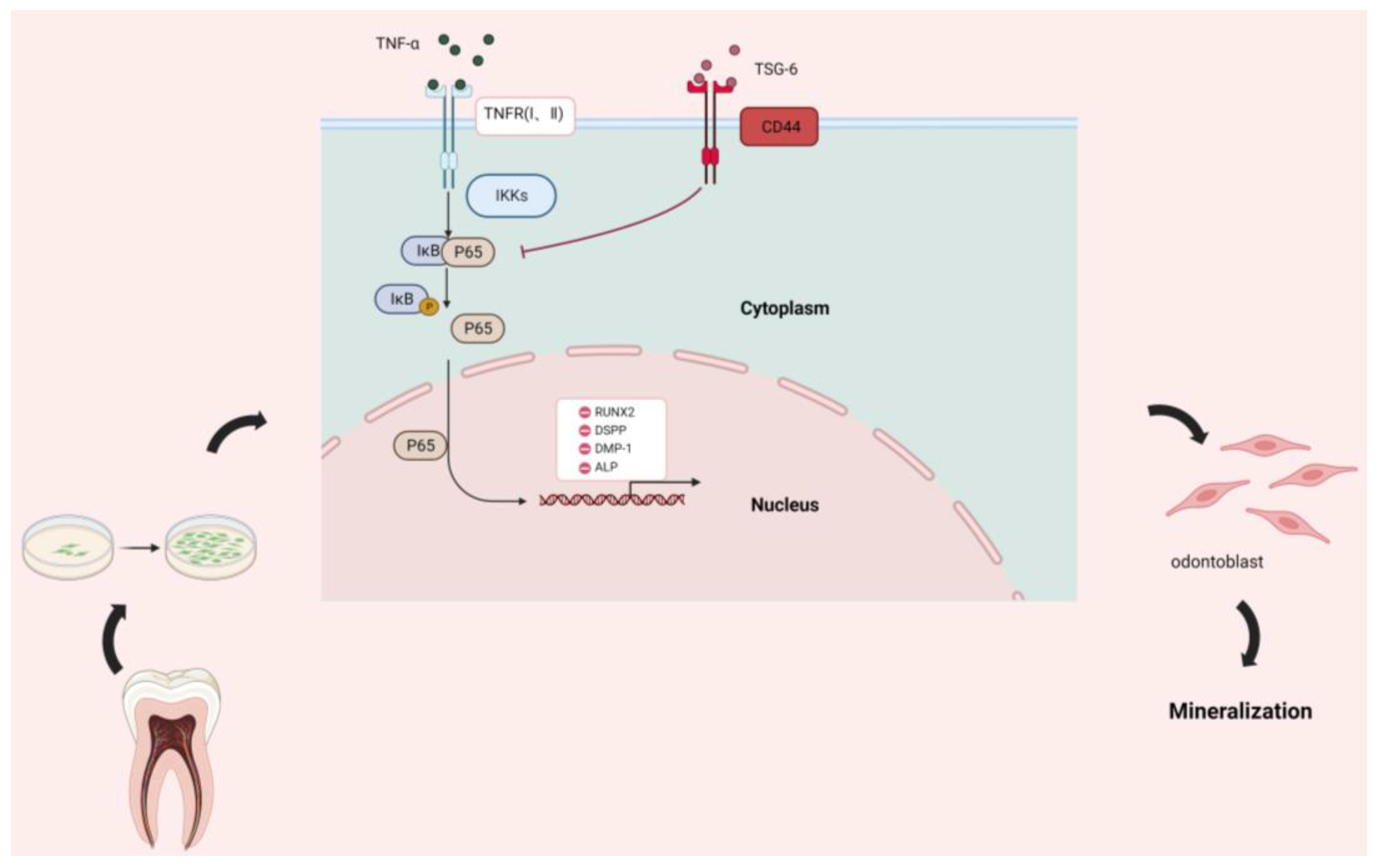 Biomolecules 14 00368 g006