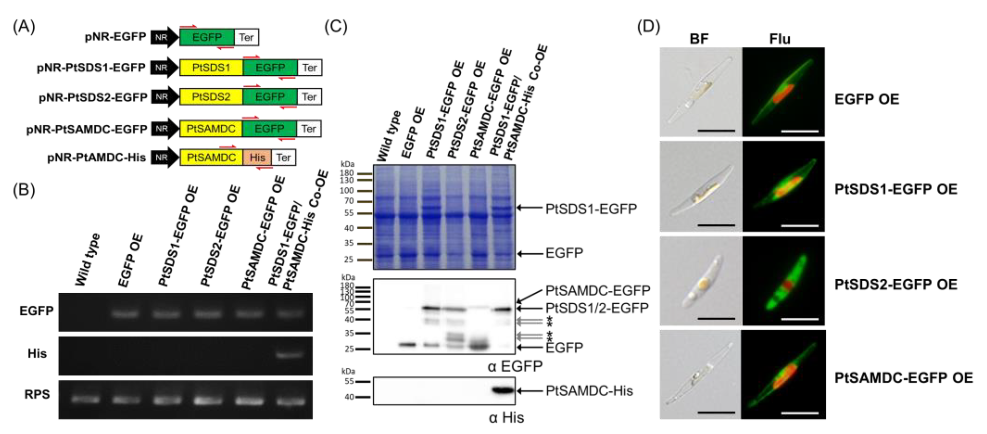 Biomolecules 14 00372 g005