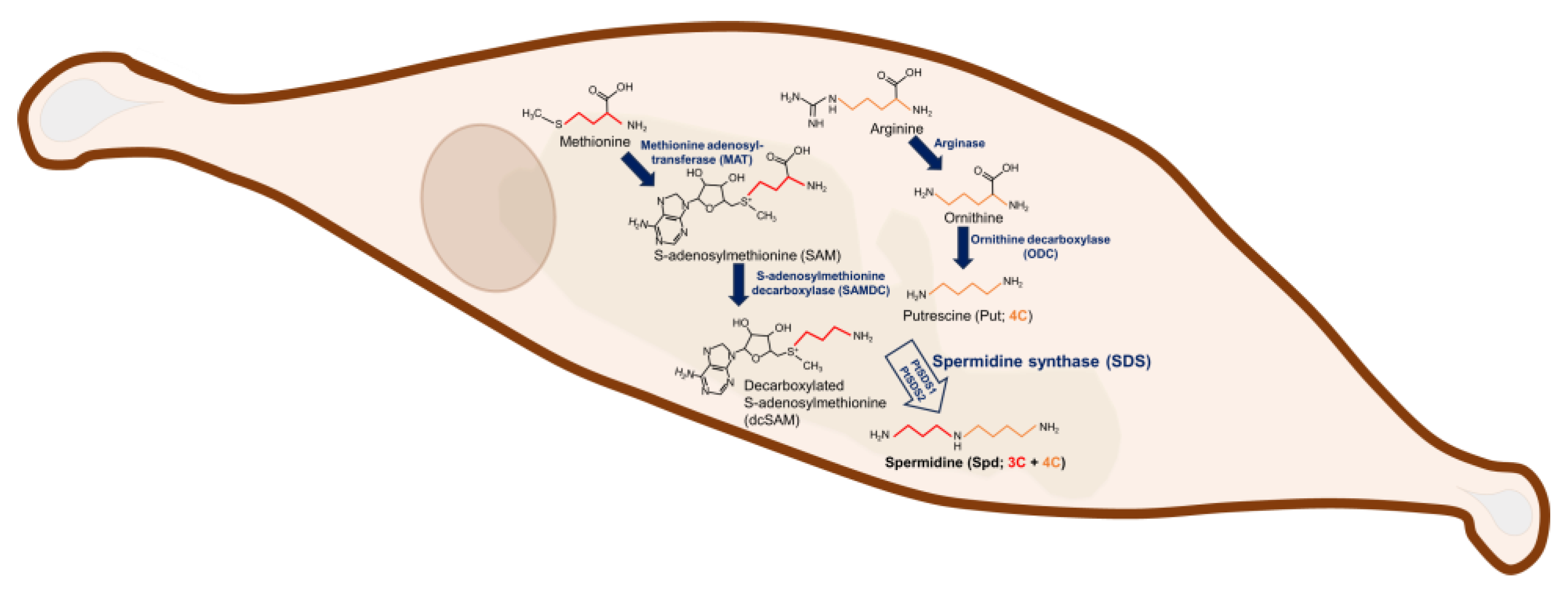 Biomolecules 14 00372 sch001