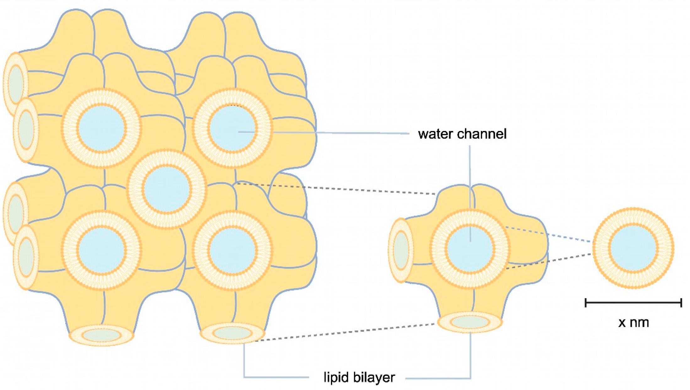 Biomolecules 14 00375 g001