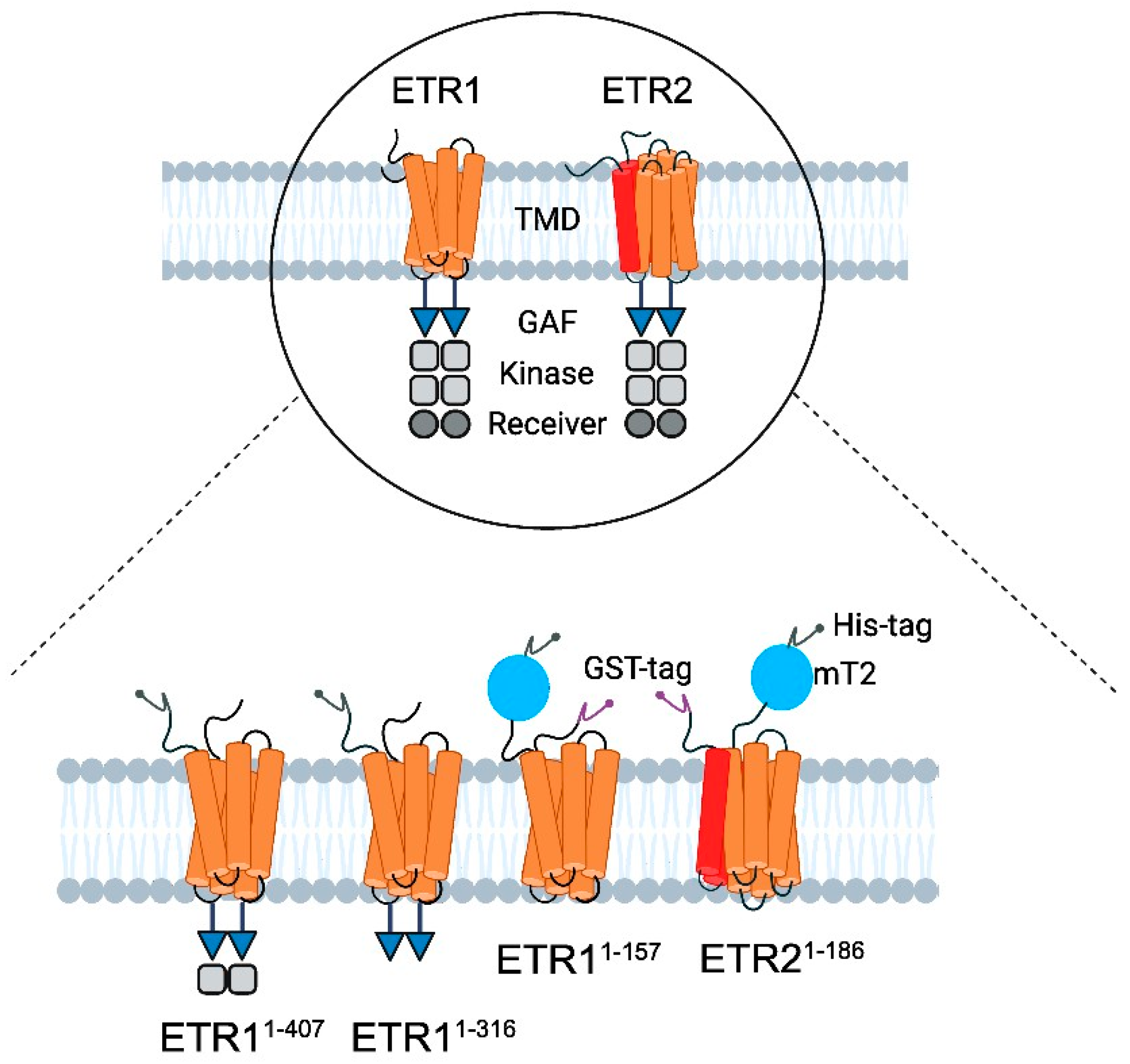 Biomolecules 14 00375 g002