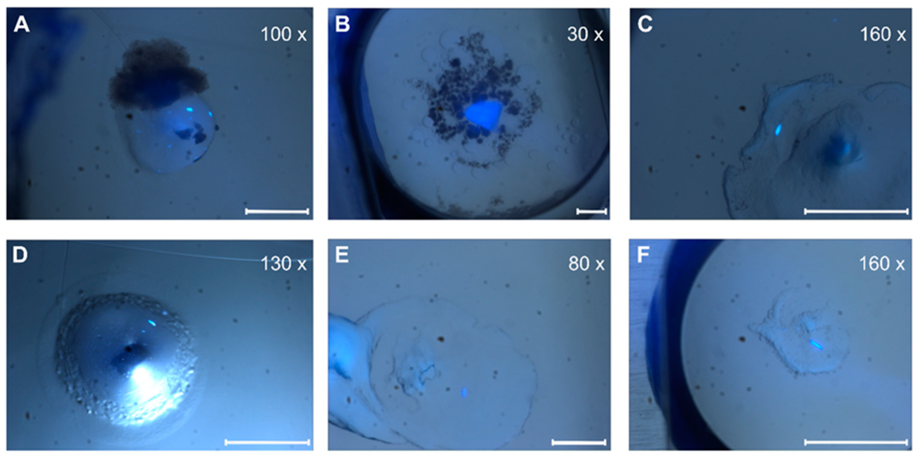 Biomolecules 14 00375 g005