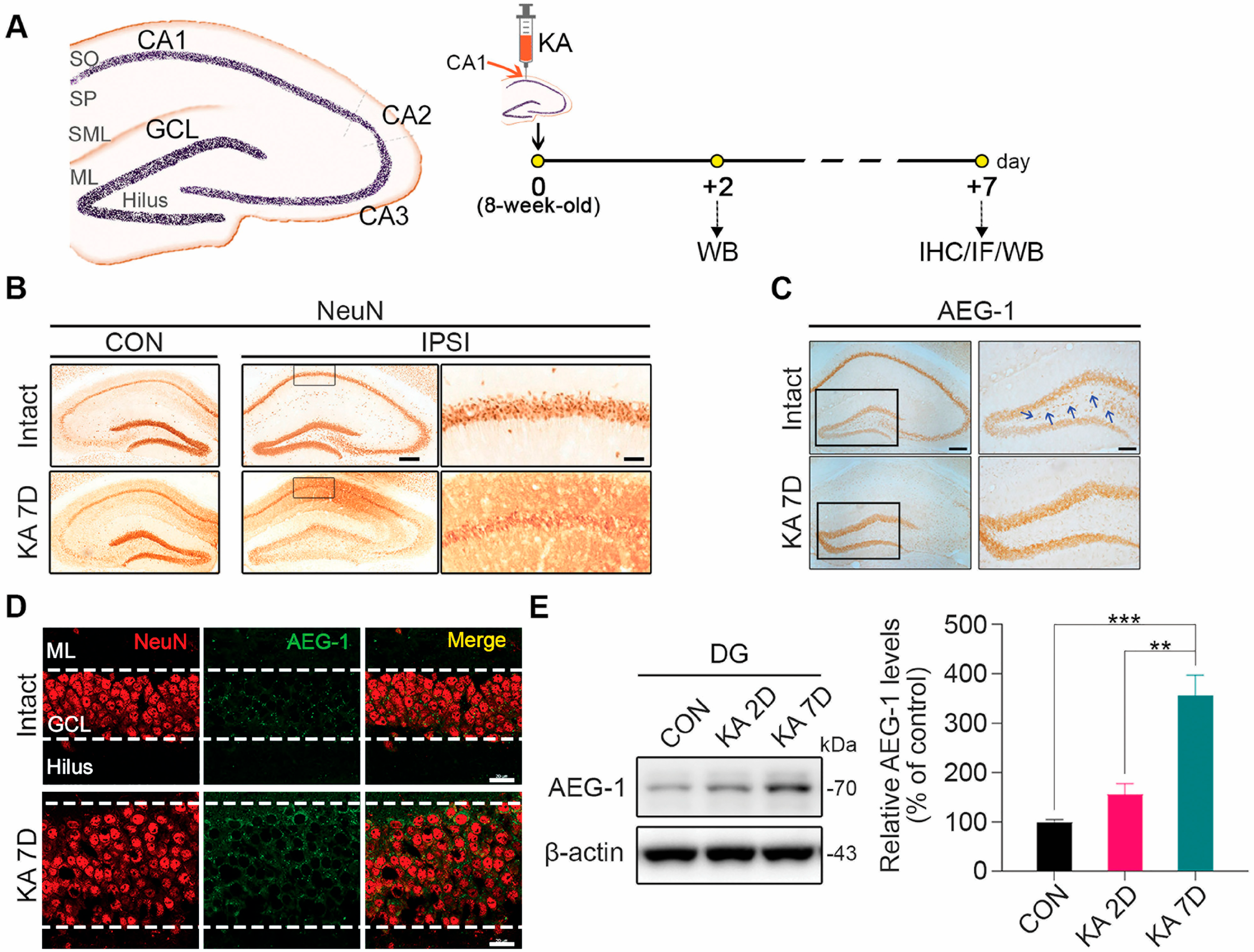 Biomolecules 14 00380 g001