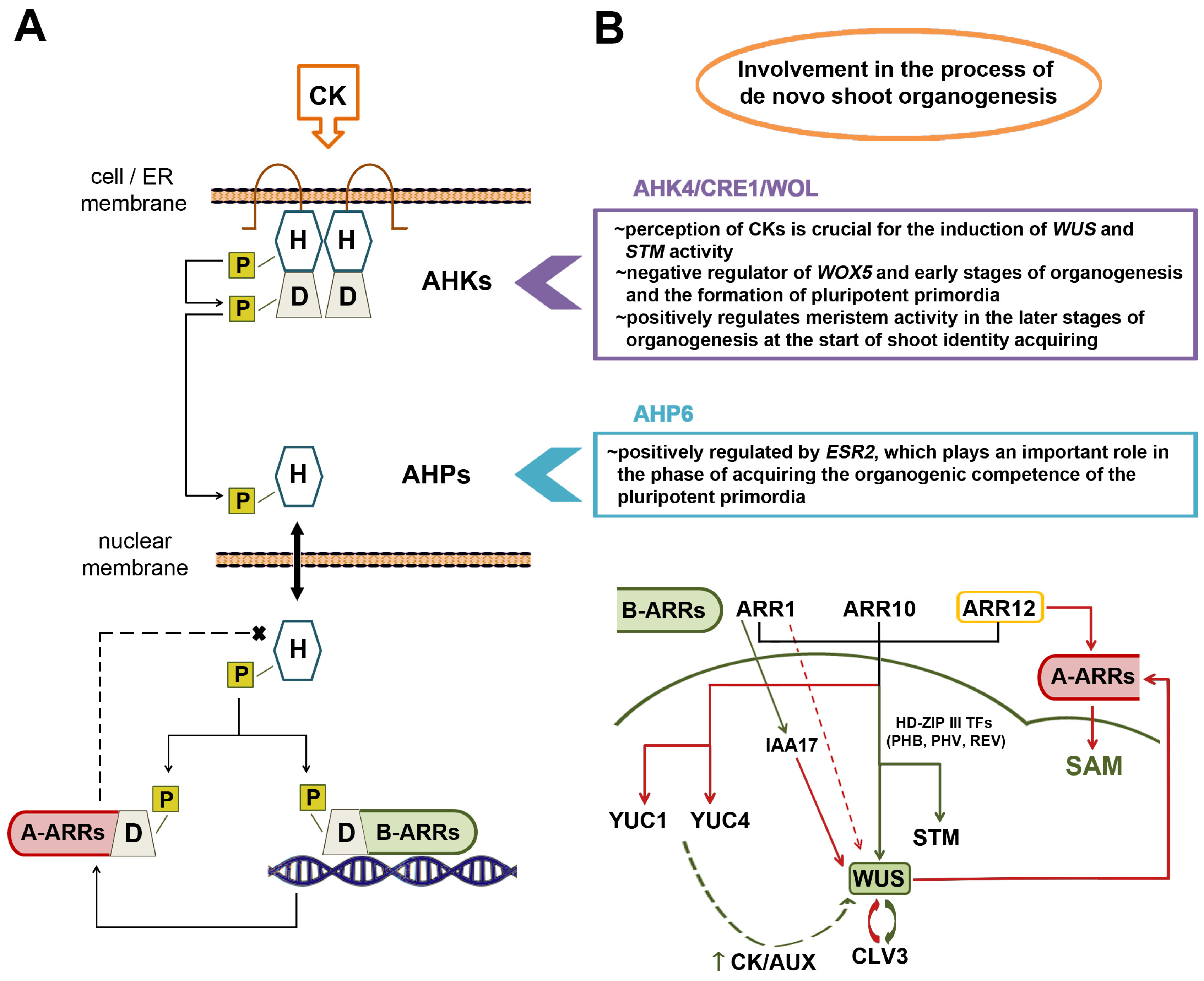 Biomolecules 14 00381 g003