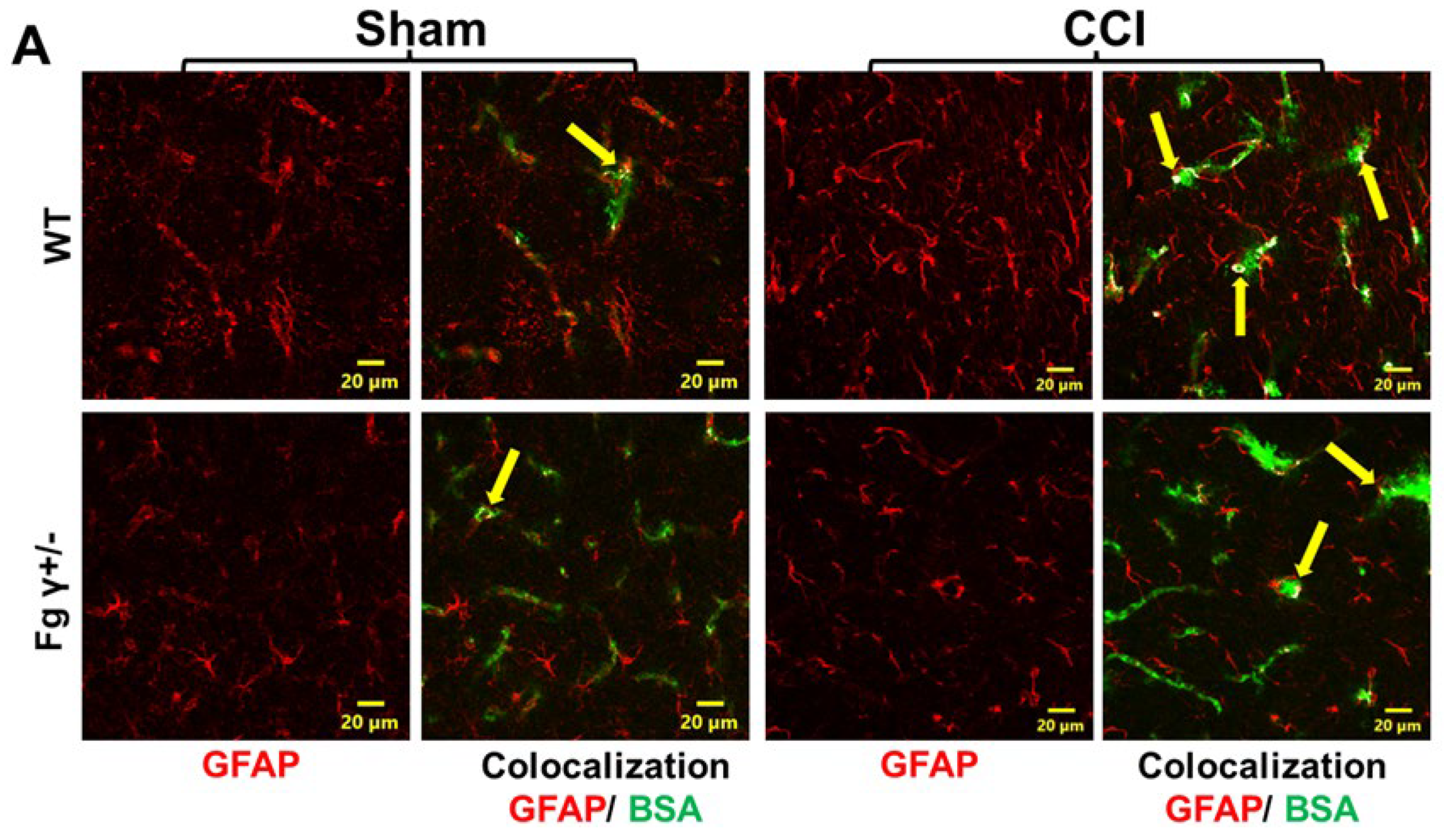 Biomolecules 14 00385 g003a
