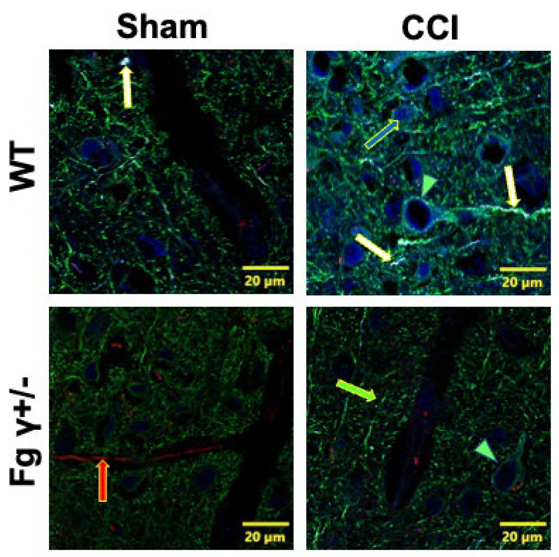 Biomolecules 14 00385 g004