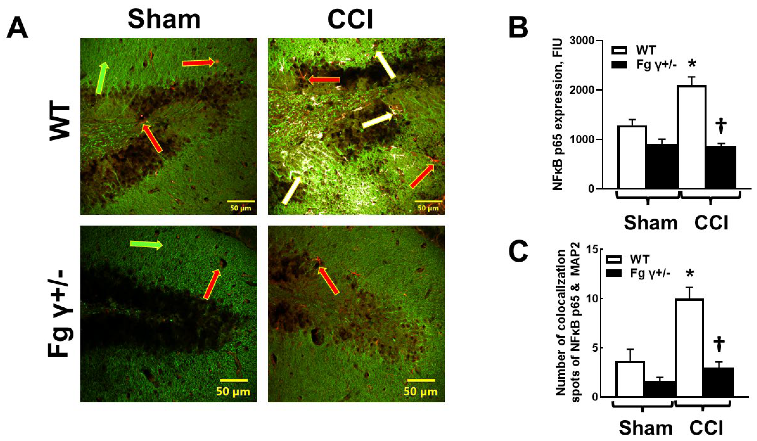 Biomolecules 14 00385 g005