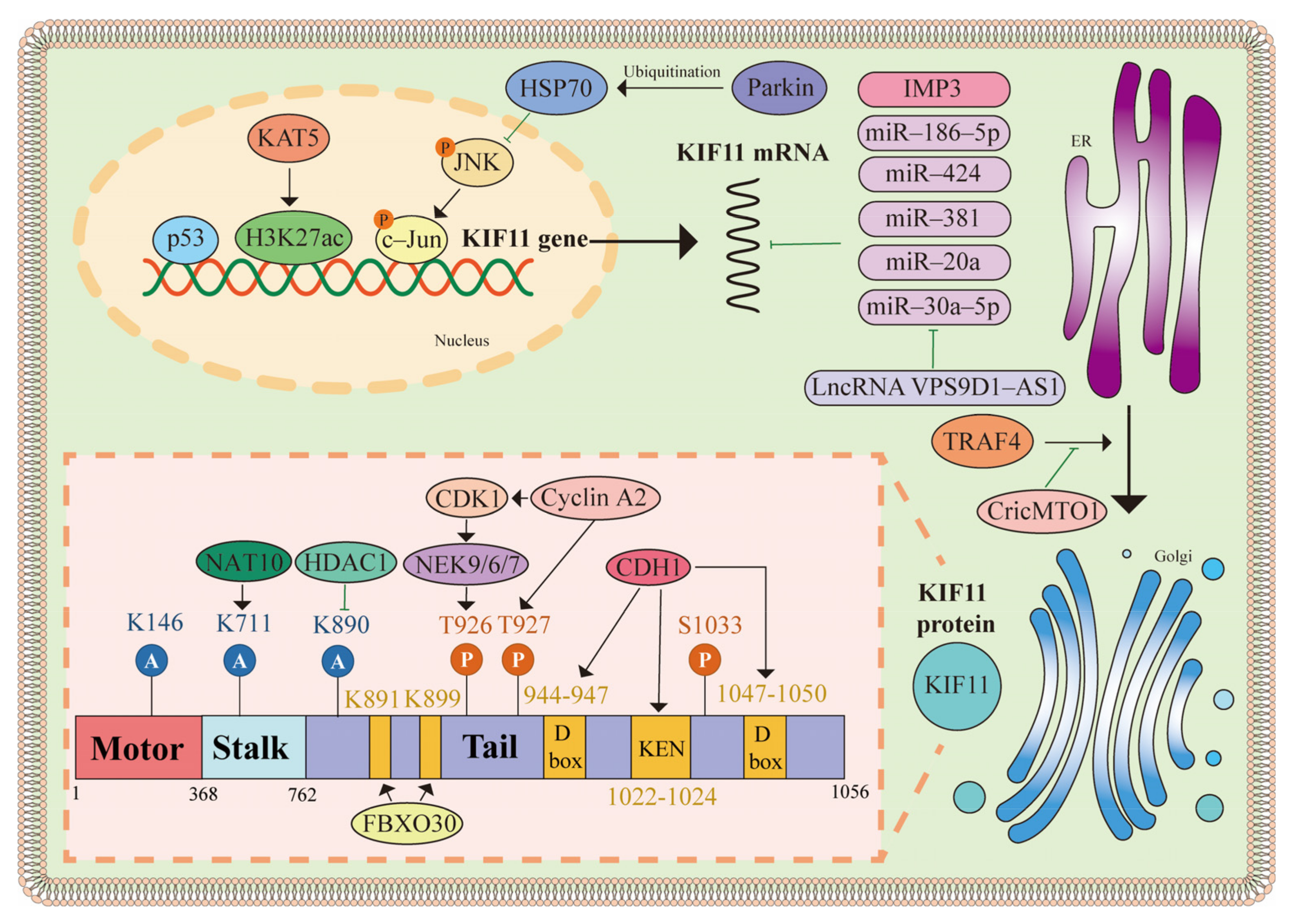 Biomolecules 14 00386 g003 Biomolecules 14 00386 g003
