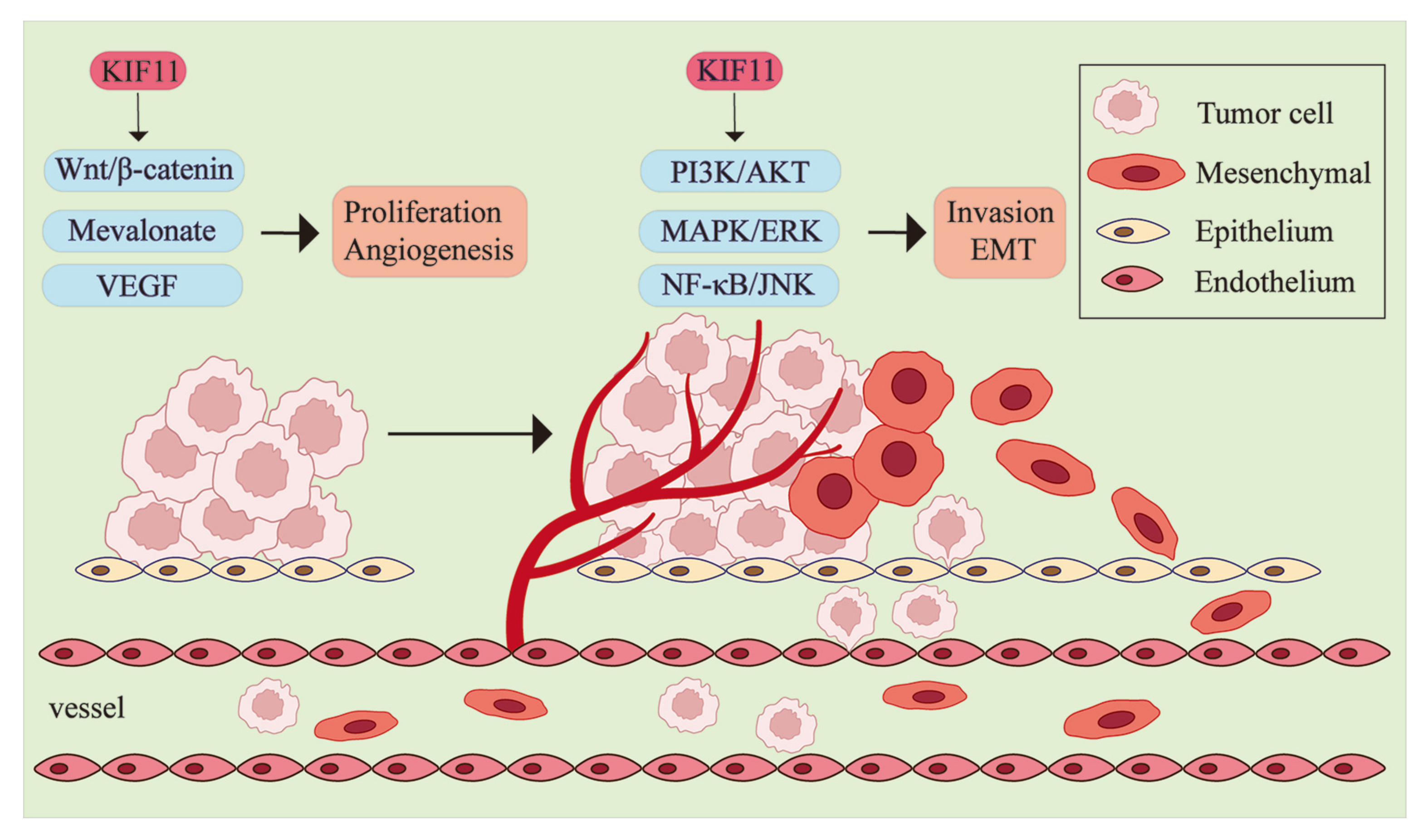 Biomolecules 14 00386 g004 Biomolecules 14 00386 g004