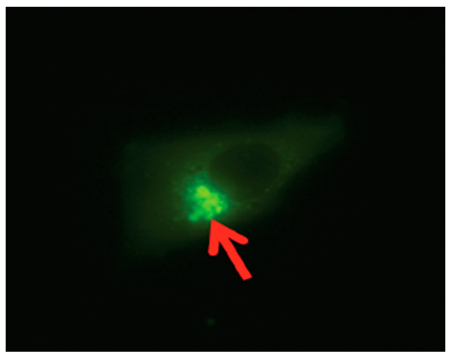Biomolecules 14 00388 g007