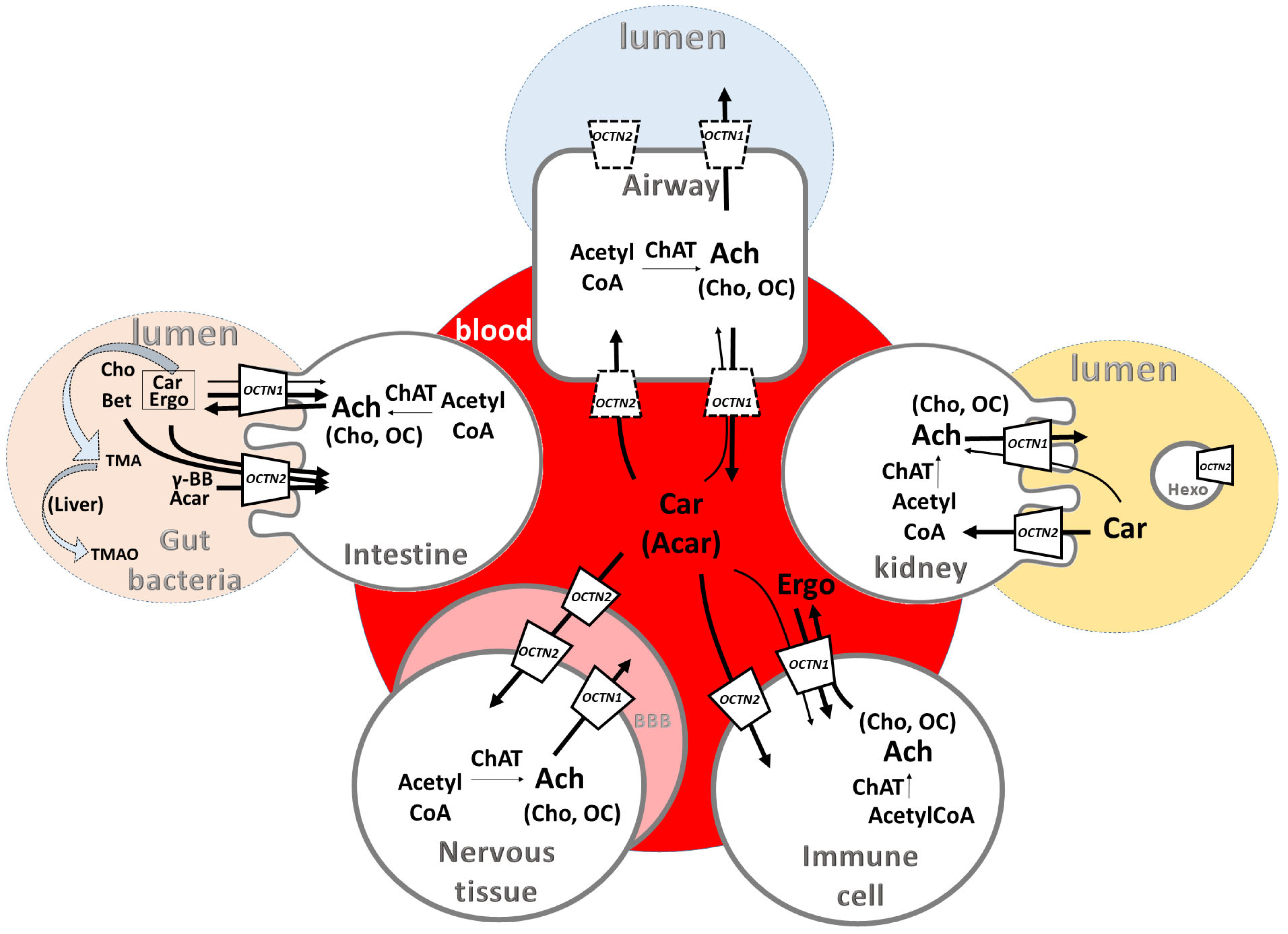 Biomolecules 14 00392 g001