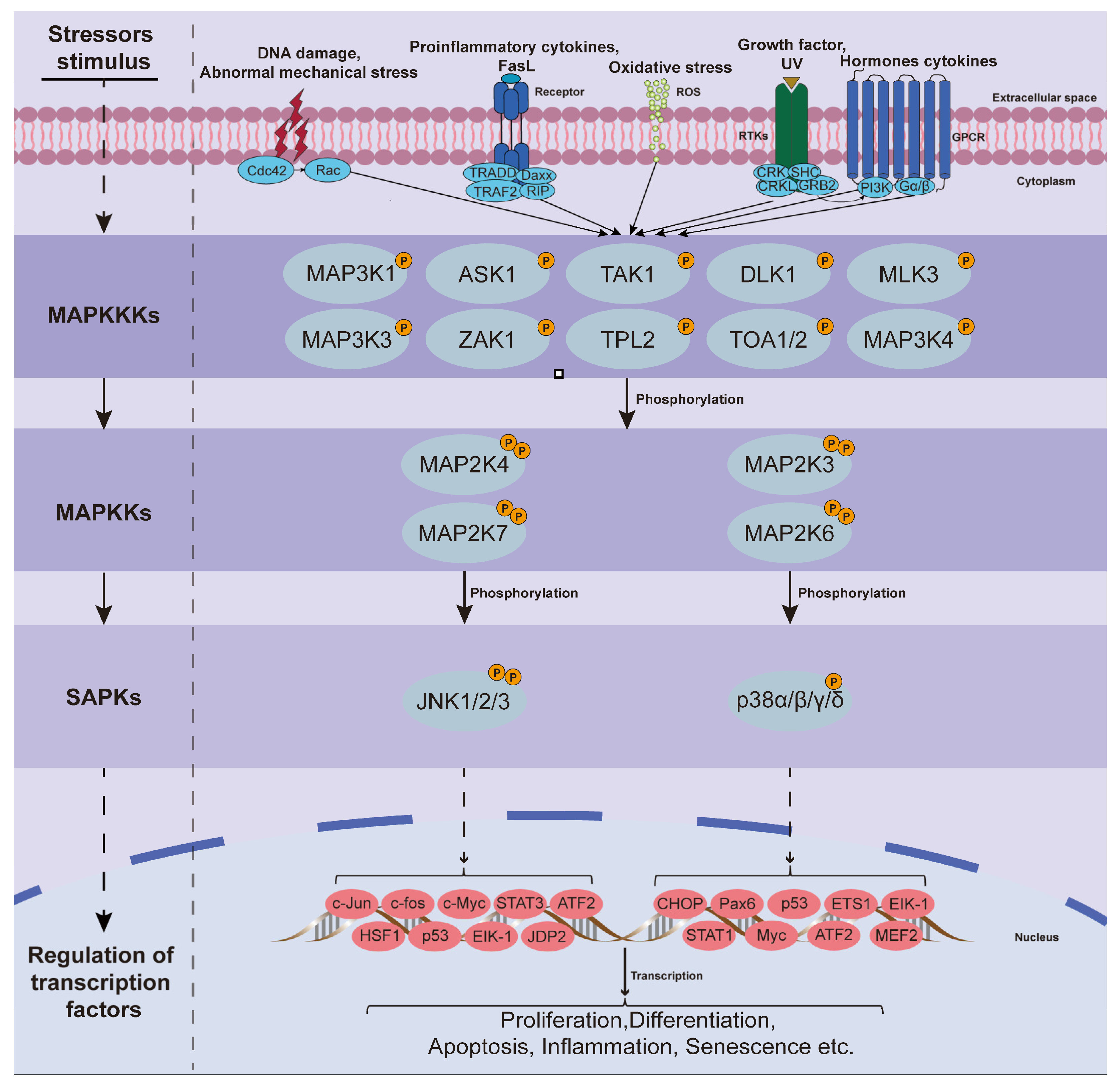 Biomolecules 14 00393 g002