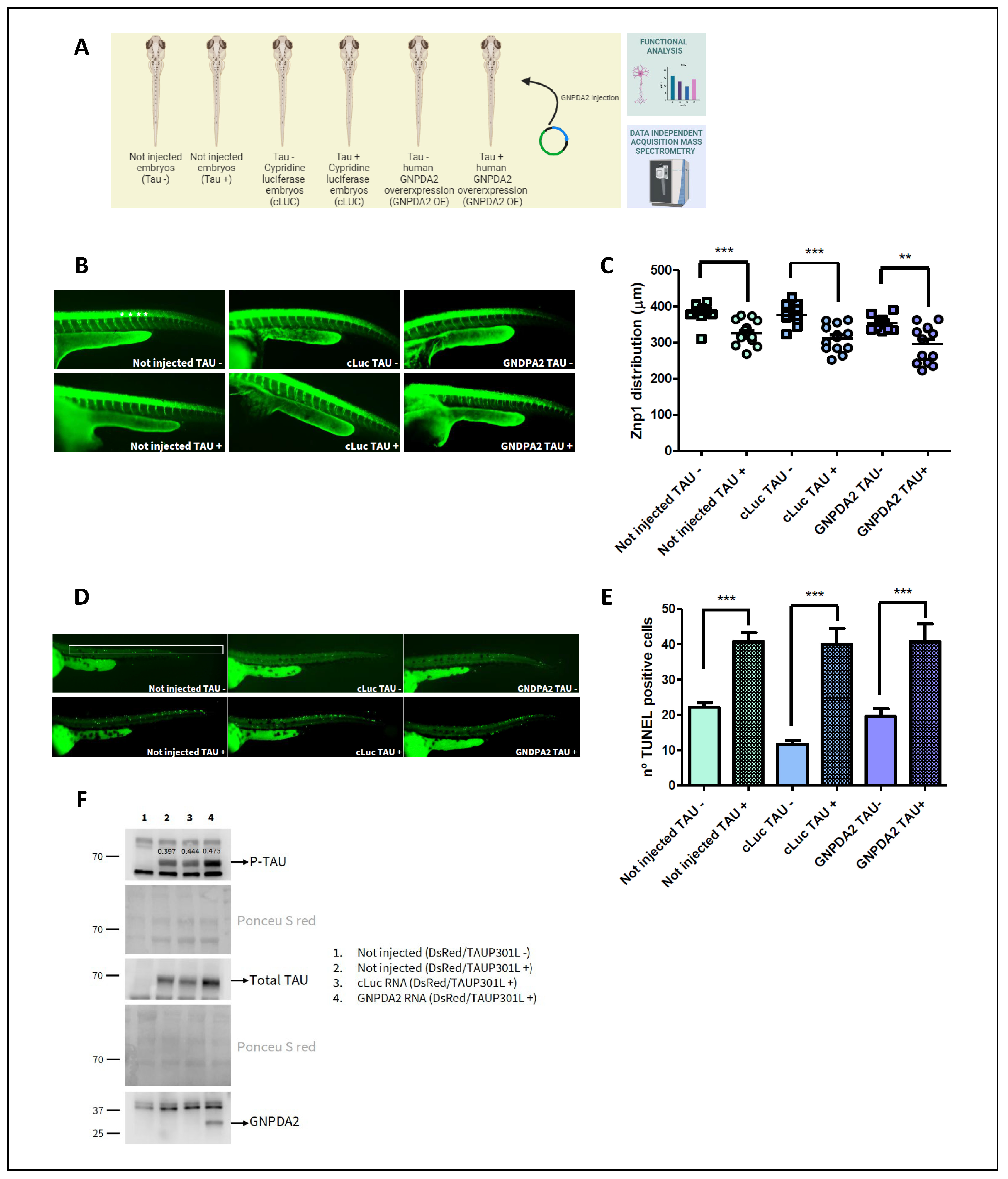 Biomolecules 14 00394 g004