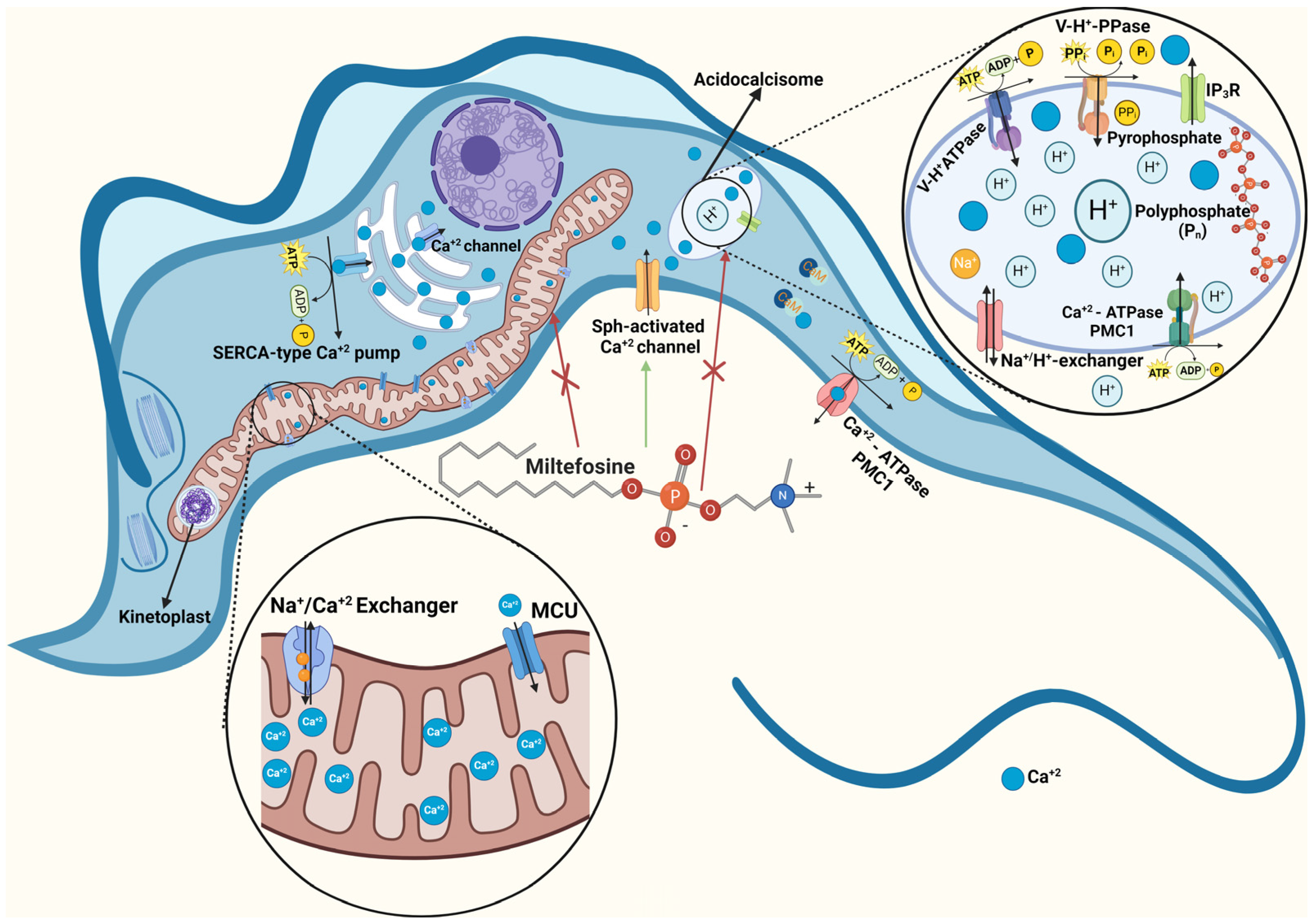 Biomolecules 14 00406 g002